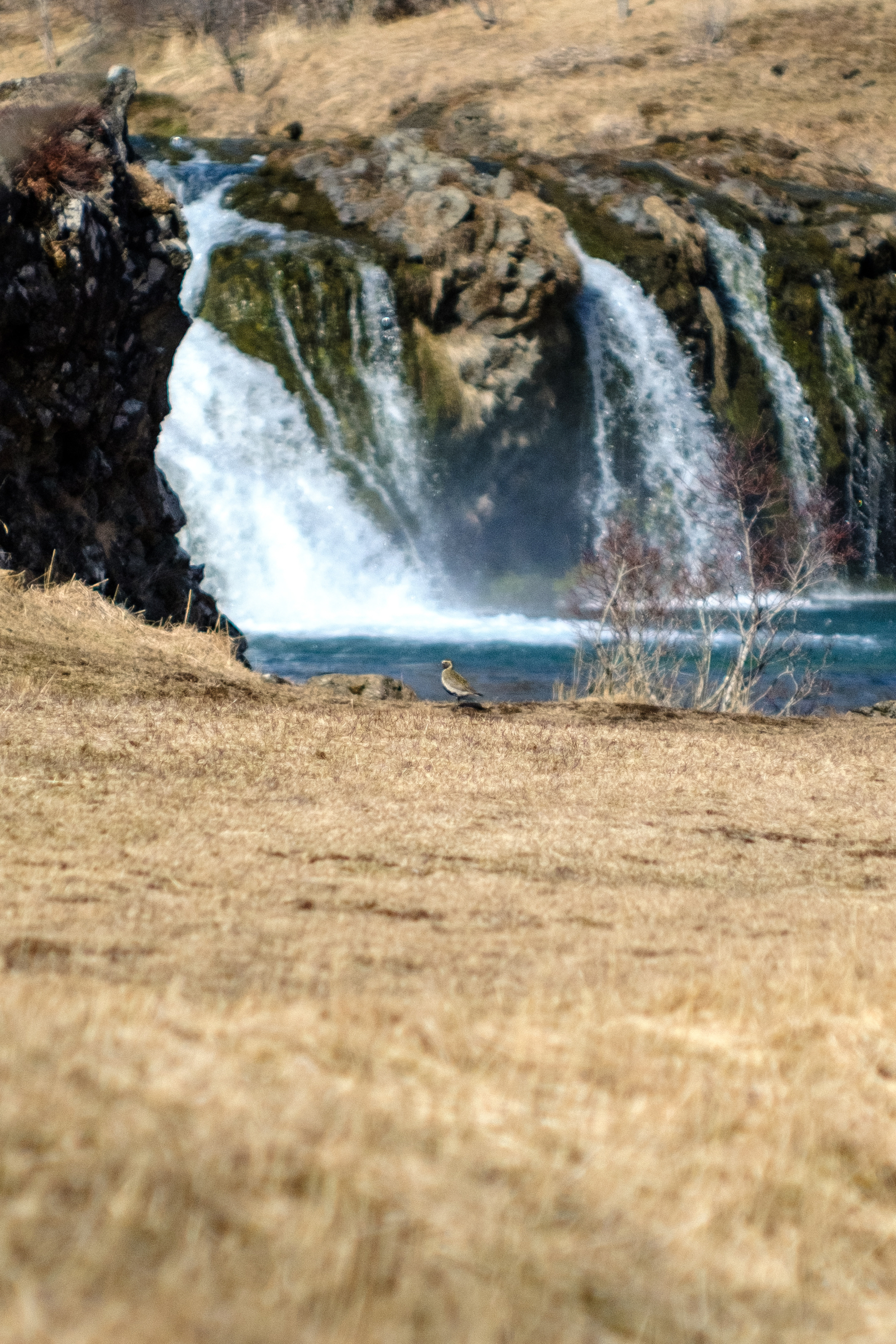 A slightly out of focus photo of a bird, golden plover, posing by a waterfall