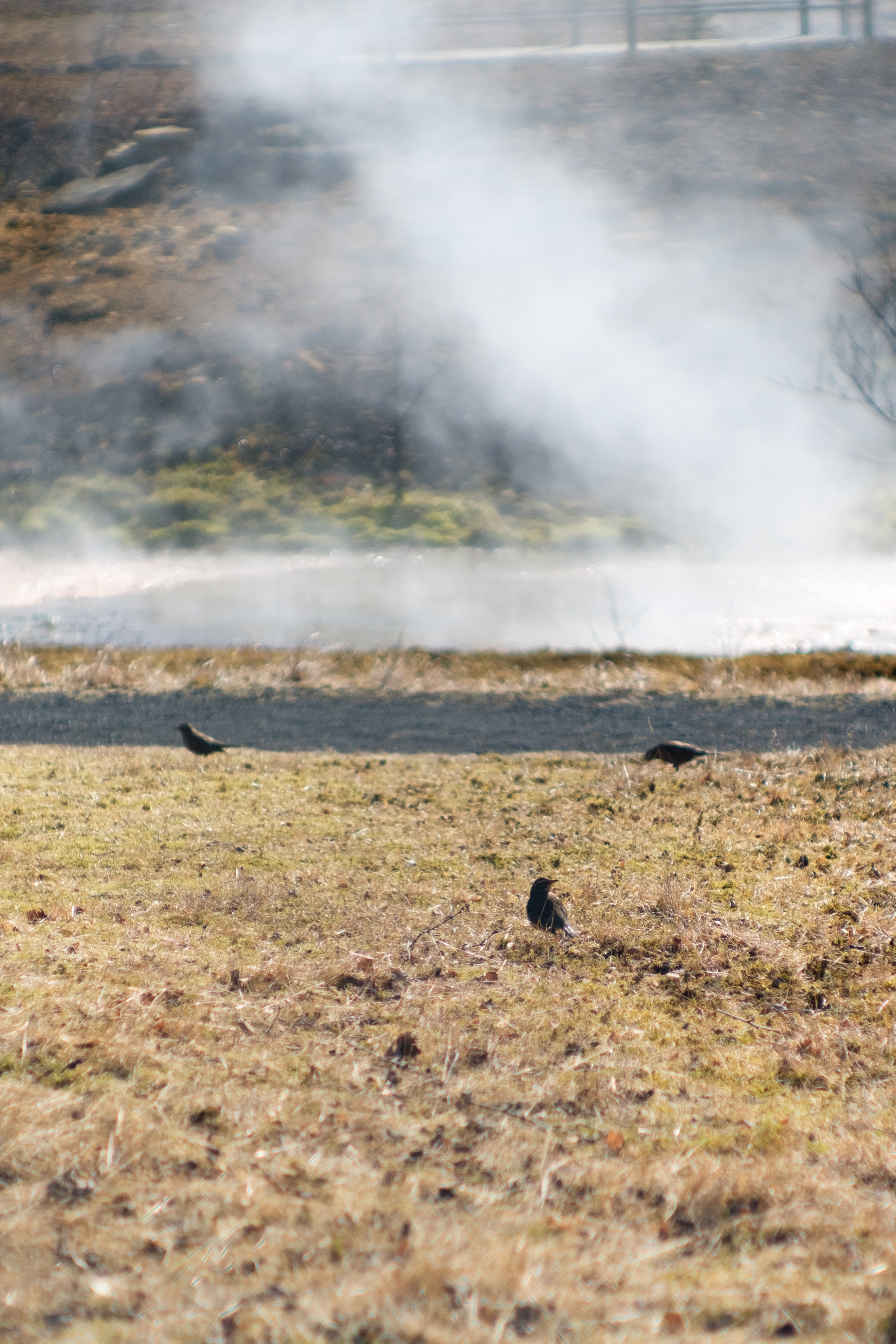 Three redwings, a bird of the thrush type, look for food in the grass close to a geothermal hot spring. Steam rises in the background.