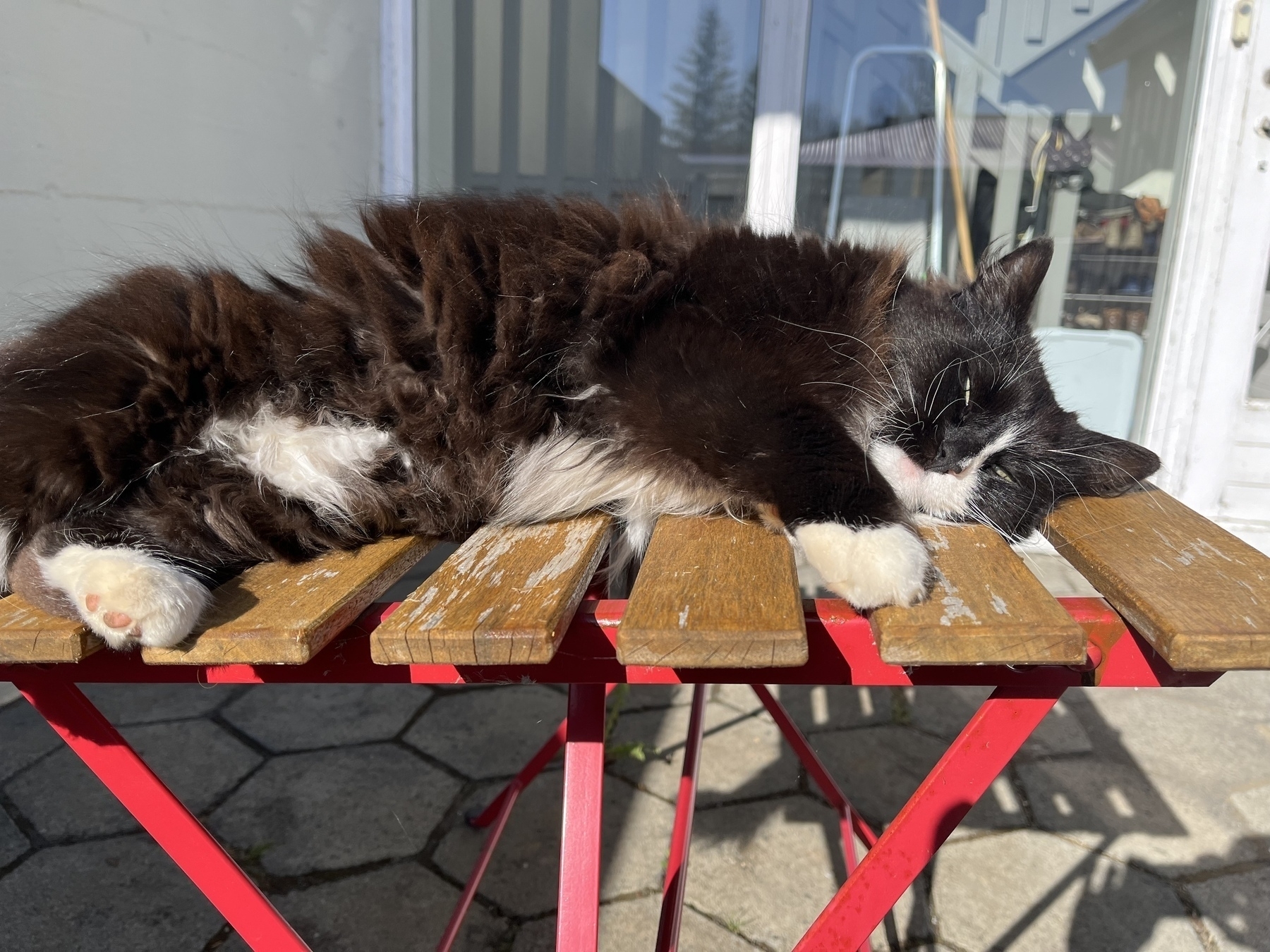 A black-and-white cat relaxes on my weathered outdoor table