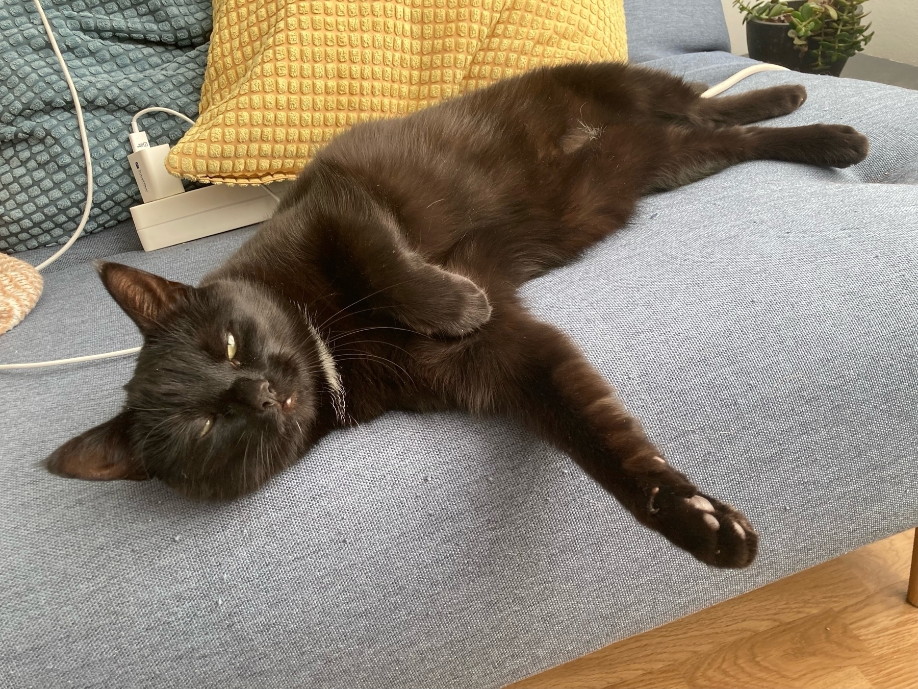 Kolka, a black cat, lazily looks through half-open eyes.