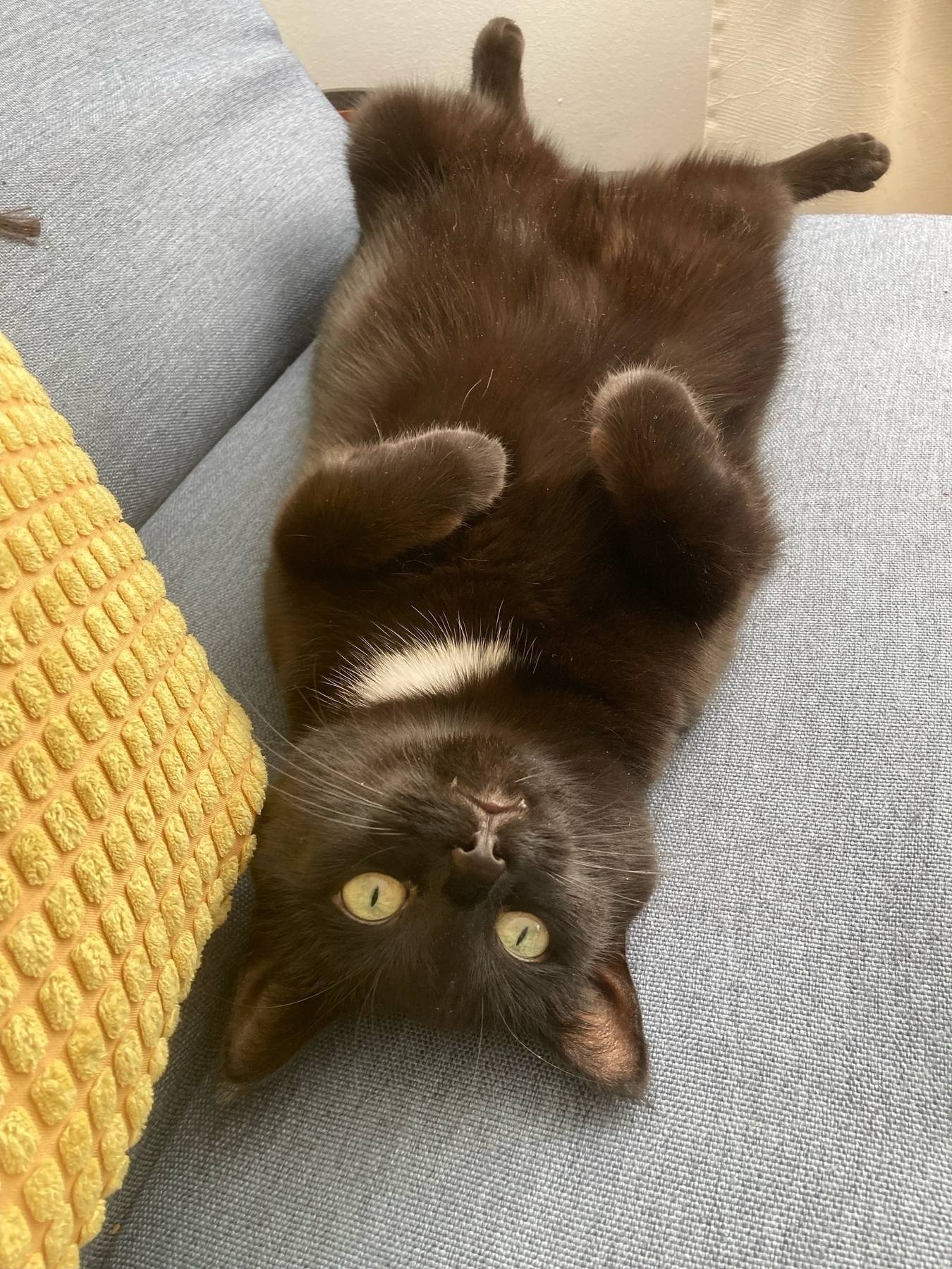 Kolka, lying upside down on a sofa, looking up at the photographer (my sister)