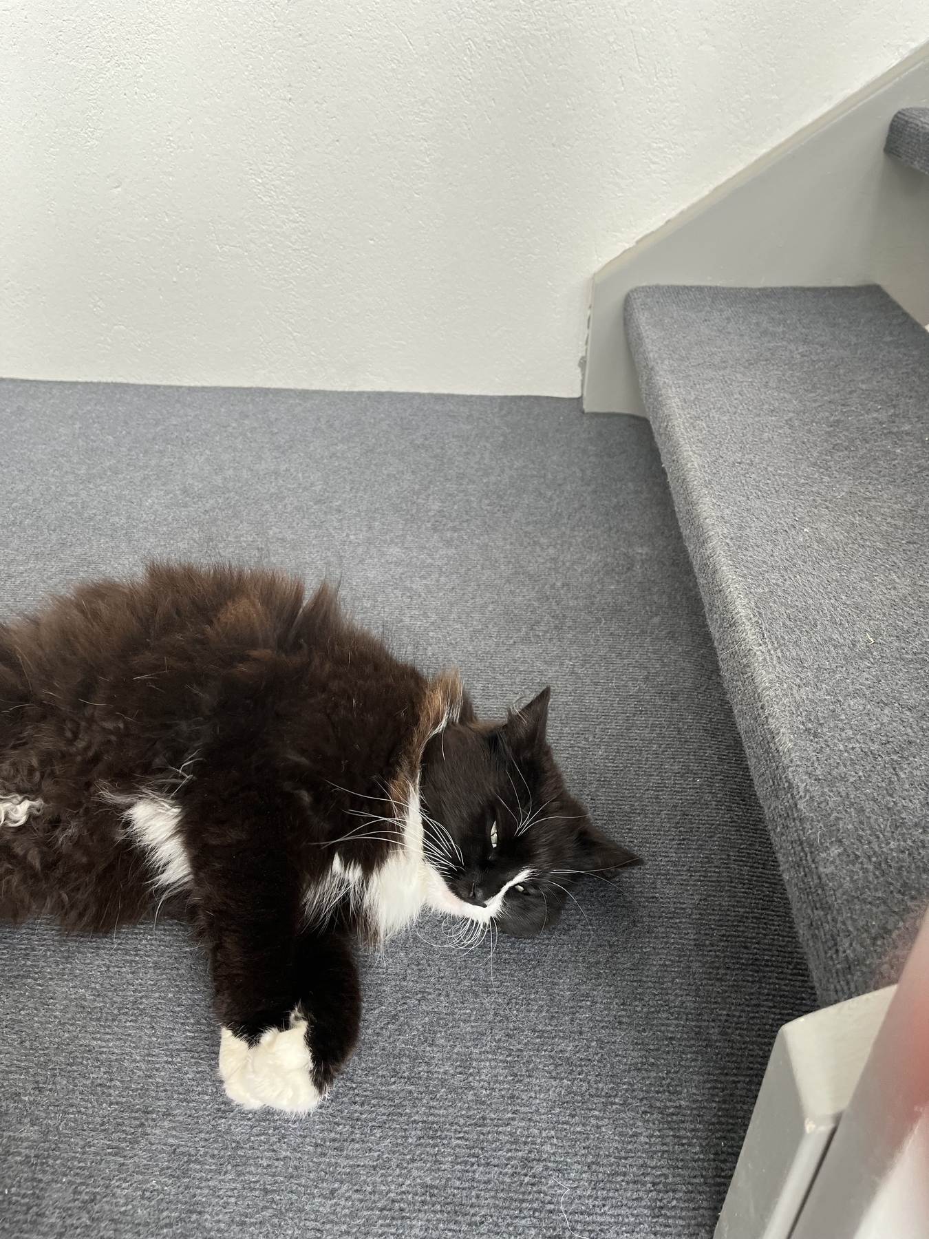 But, before the neighbour cat leaves, she has aa quick relaxing roll and rub on the stair carpet.