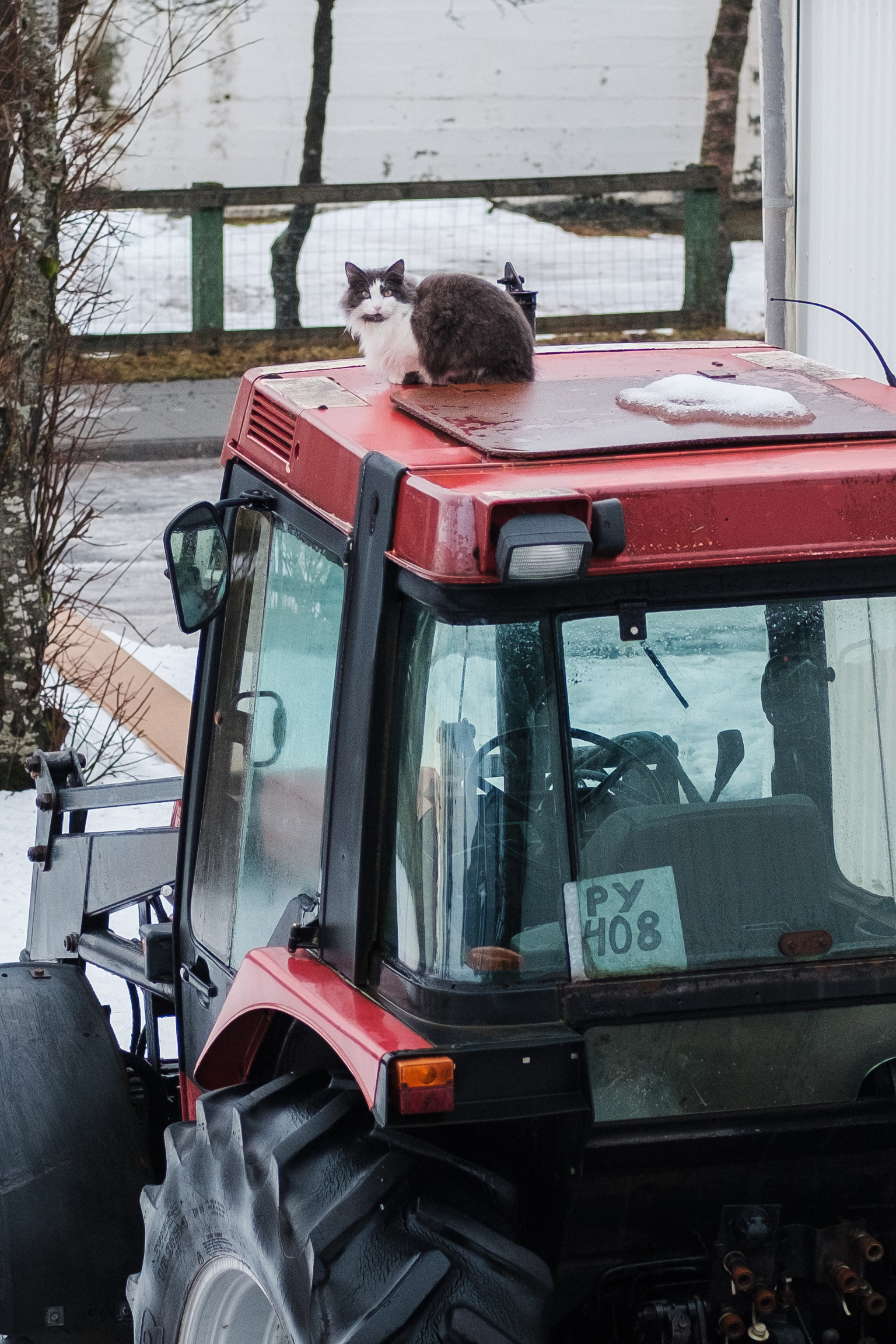 A grey and white cat is loafing on the roof of a tractor. The tractor has a handpainted license plate taped to its rear window.