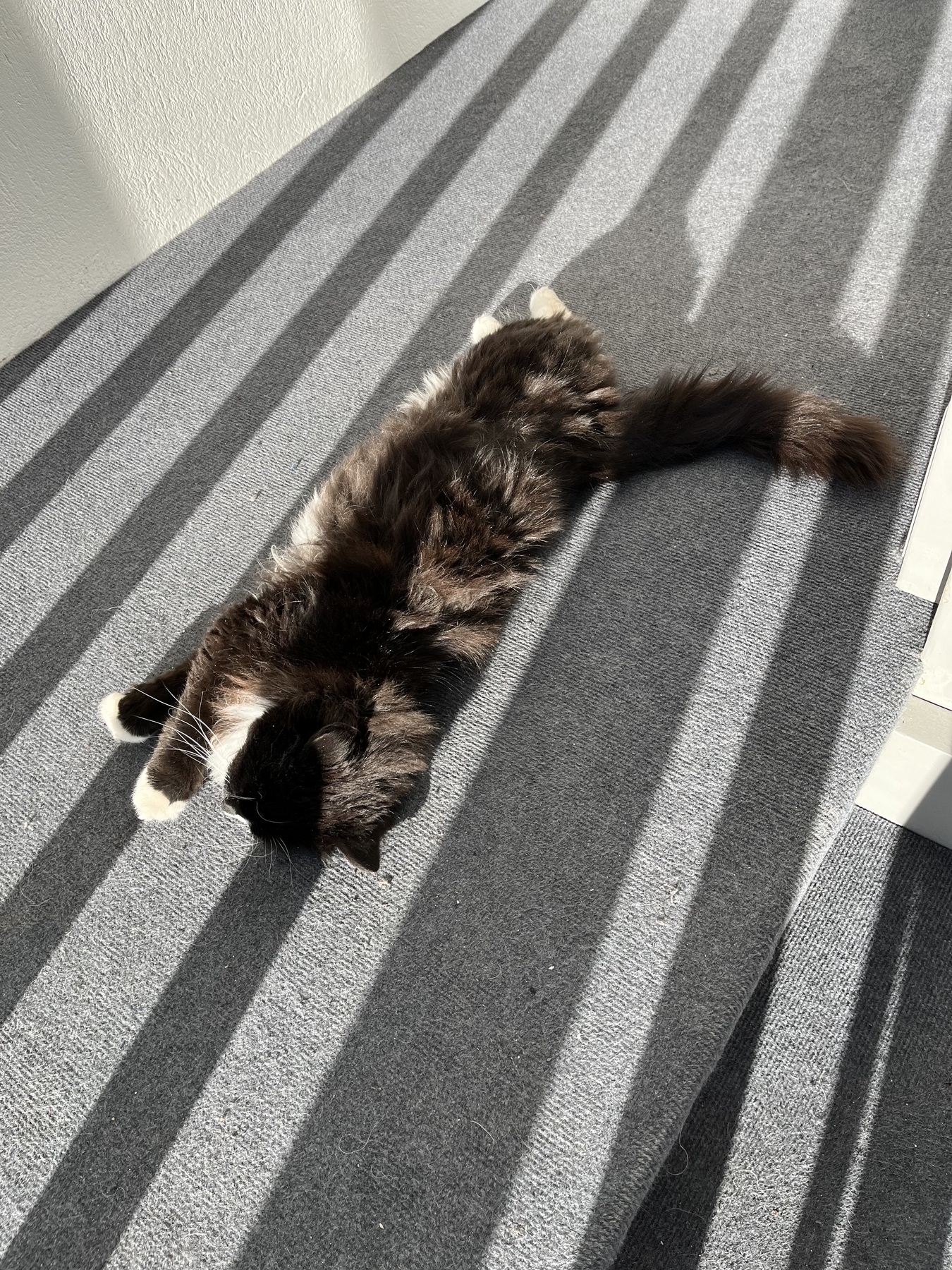 A small black and white long-haired cat has a big stretch on a carpet