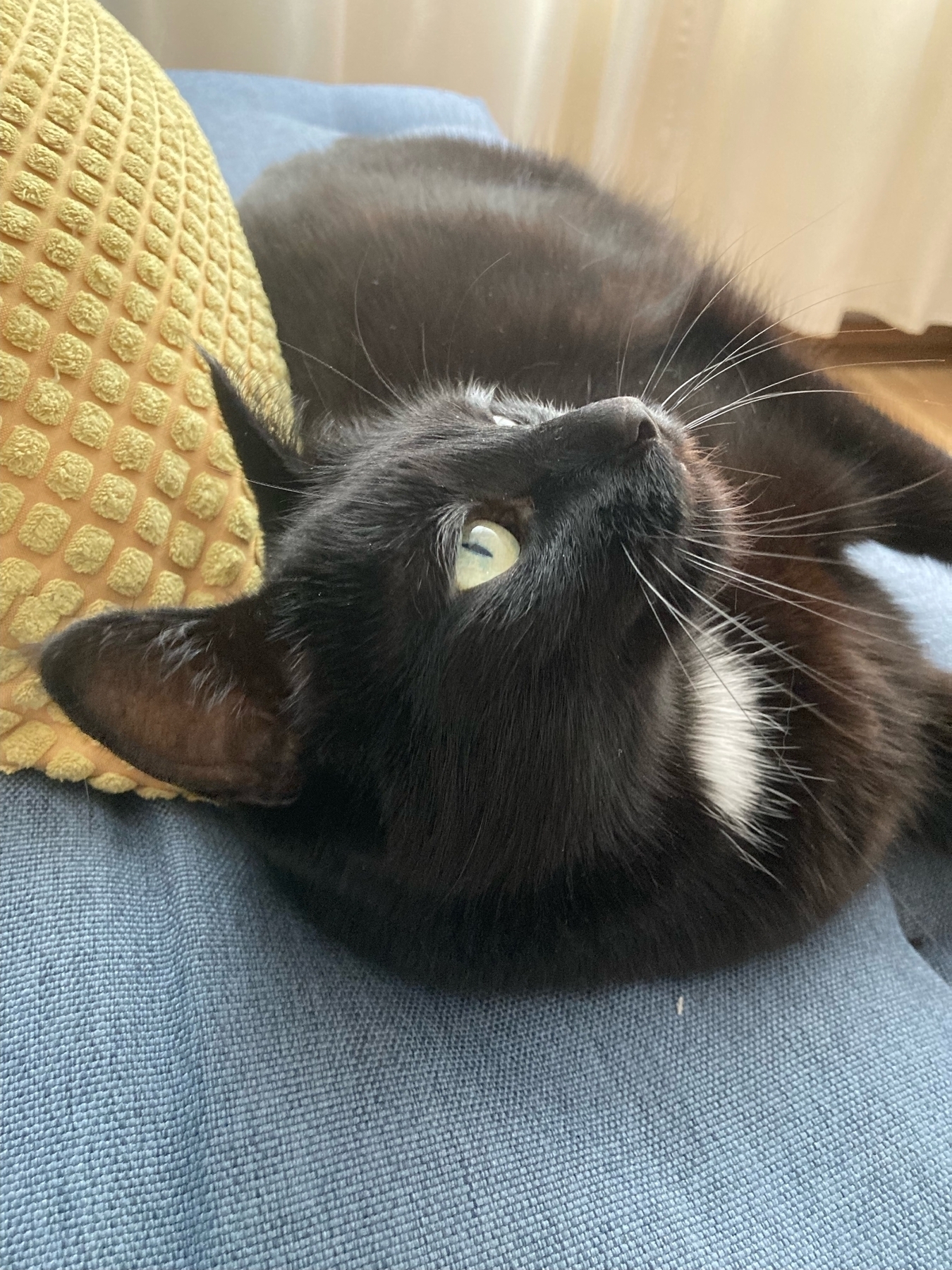 Kolka, a small black cat with a white spot on her chest, lies on a sofa and looks up