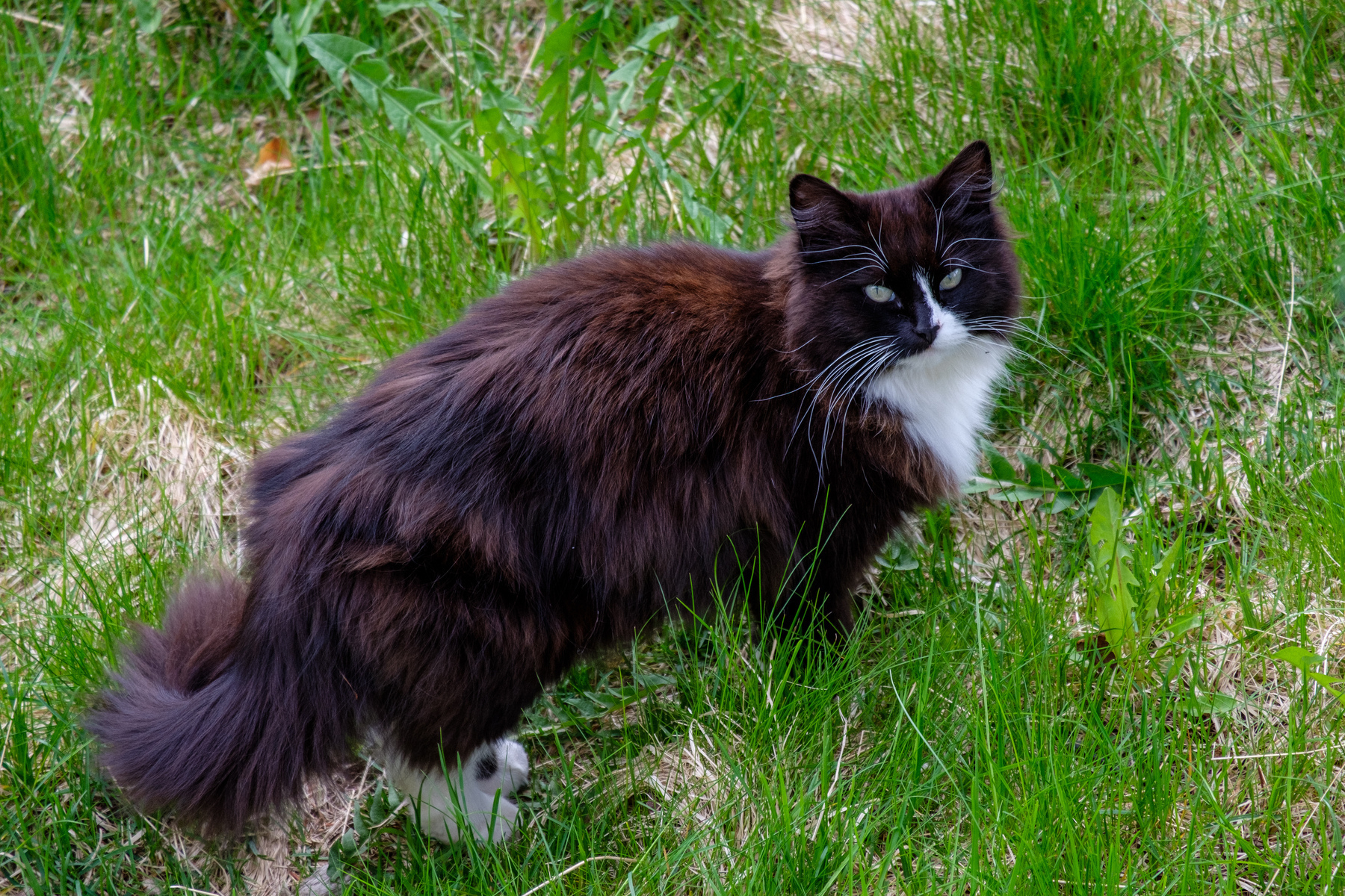 Neighbour, a black and white “tuxedo” pattern cat, walking through some overgrown grass