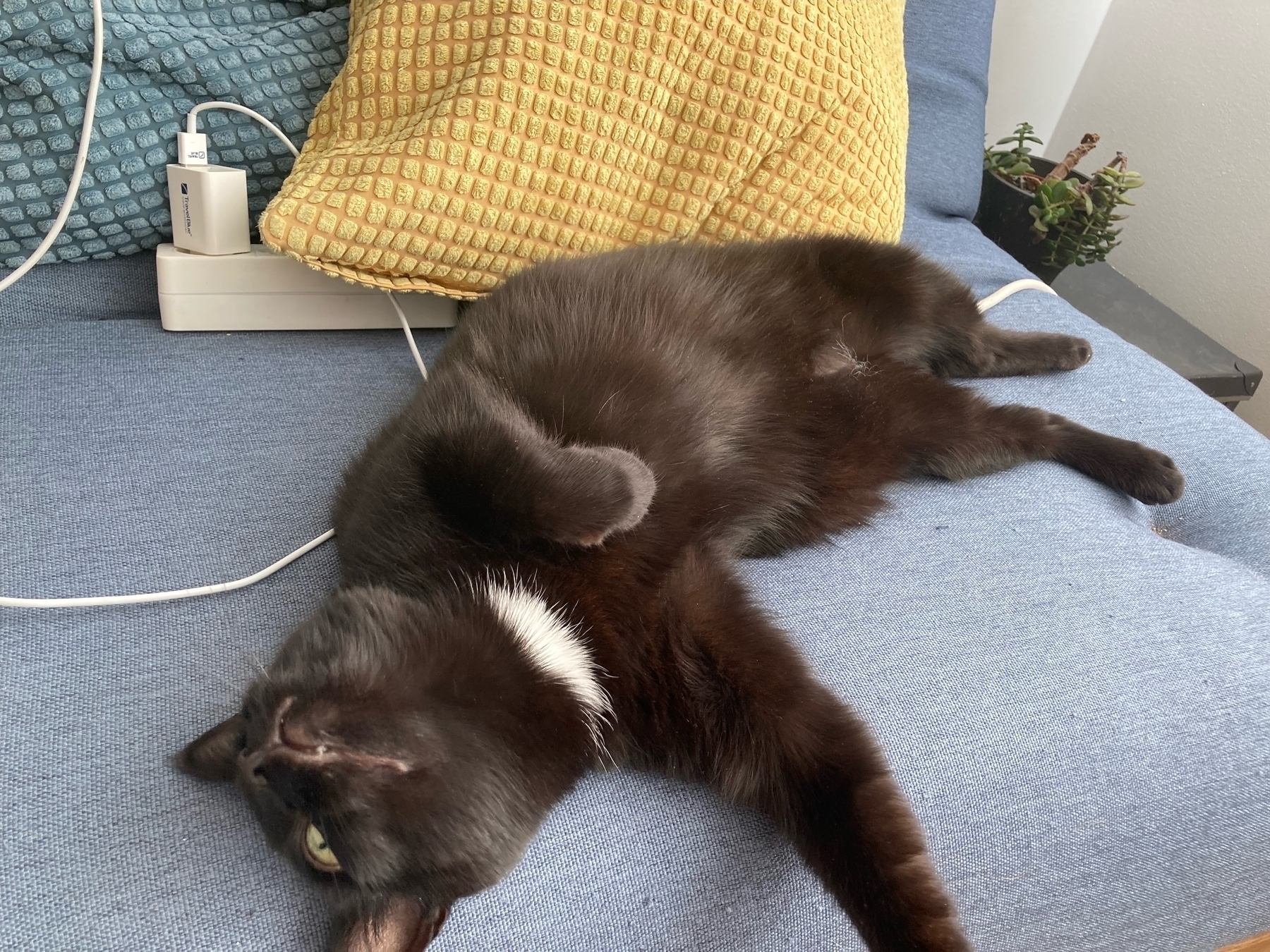 Kolka the cat observes the world upside down after she has half-rolled onto her back