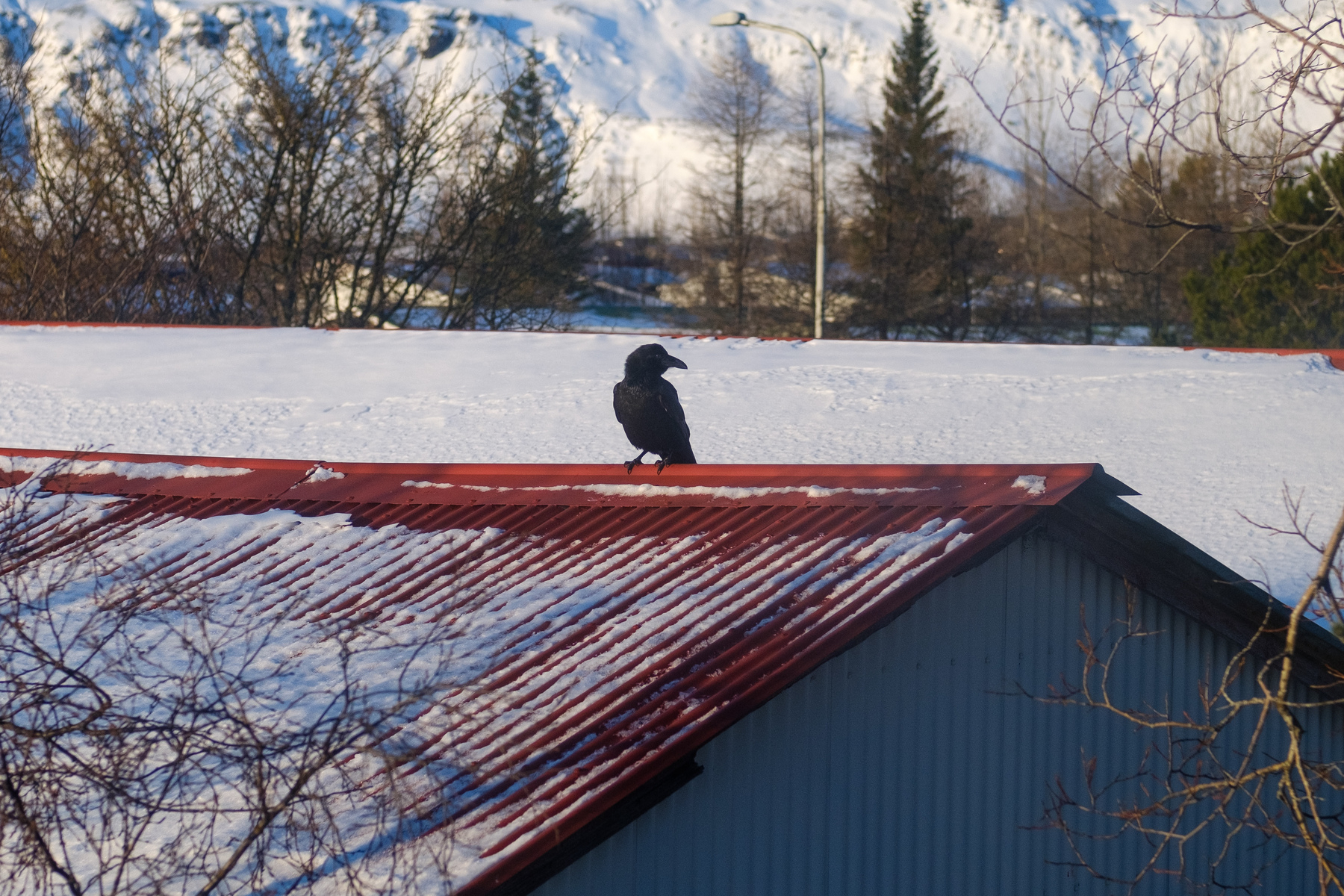 A raven hanging out on my next-door neighbour’s roof, regarding me with suspicion 