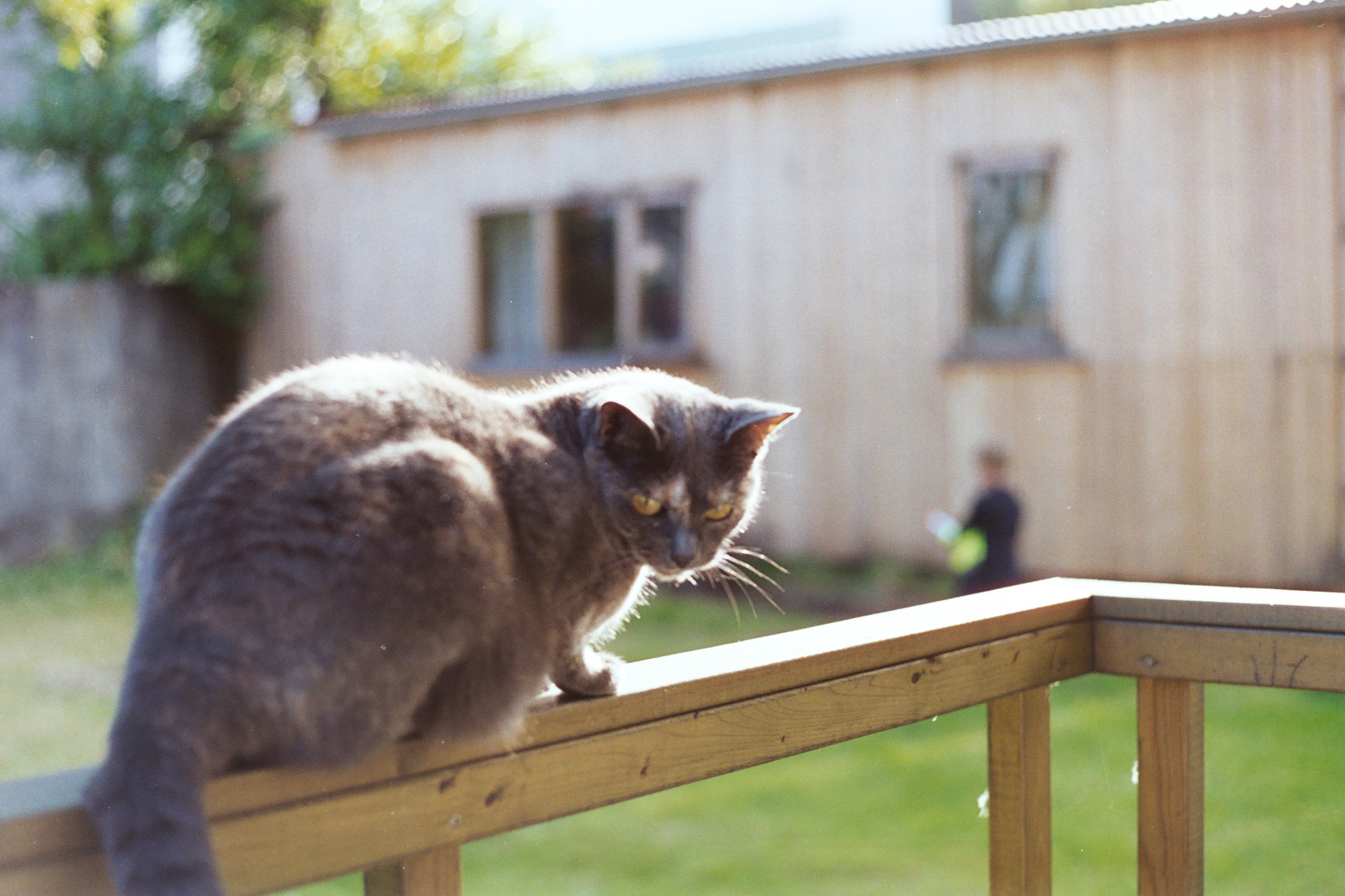 A sunny day. A gray cat is loafing on a porch railing, looking back and the camera
