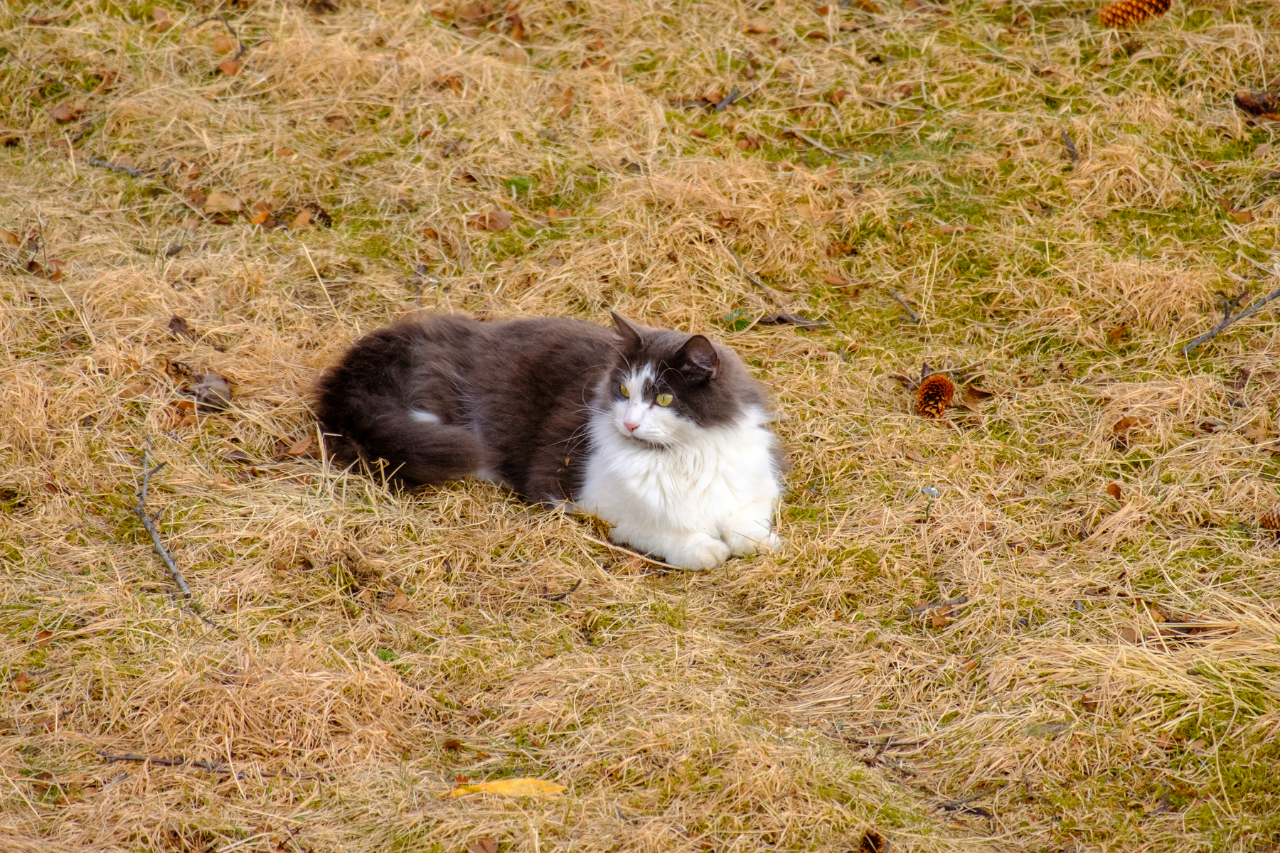 Another grey and white long-haired cat out having fun in the grass