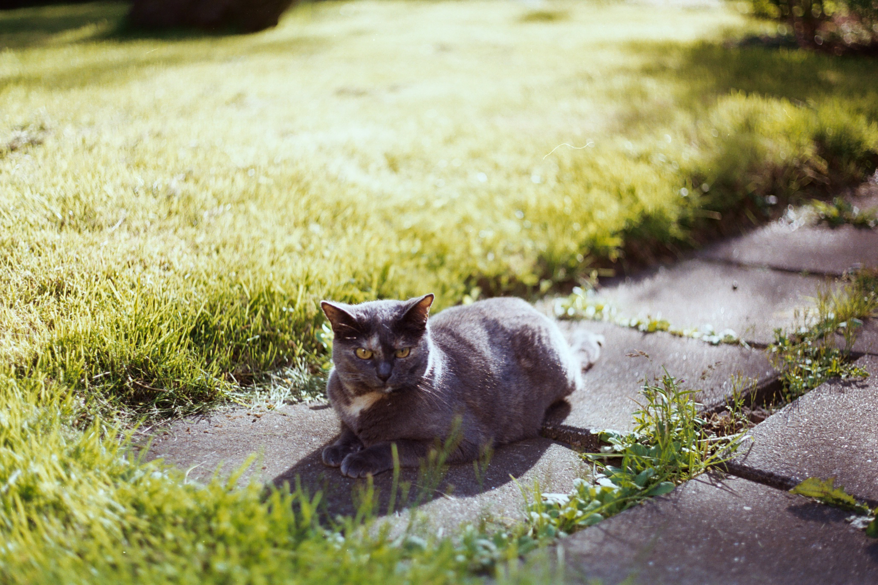 That same cat, grey-ish brown, loafs on a garden pavement.