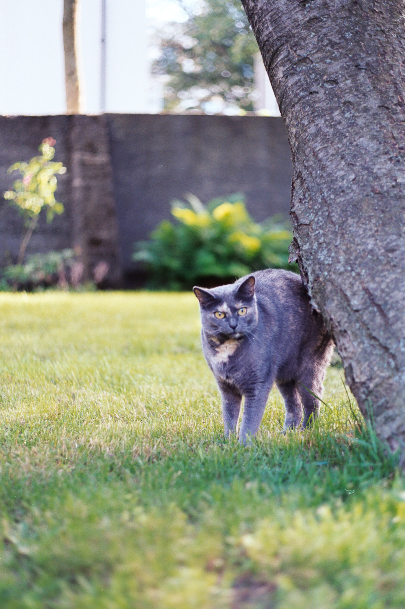 The cat pauses for a moment between zoomies and stands by a tree
