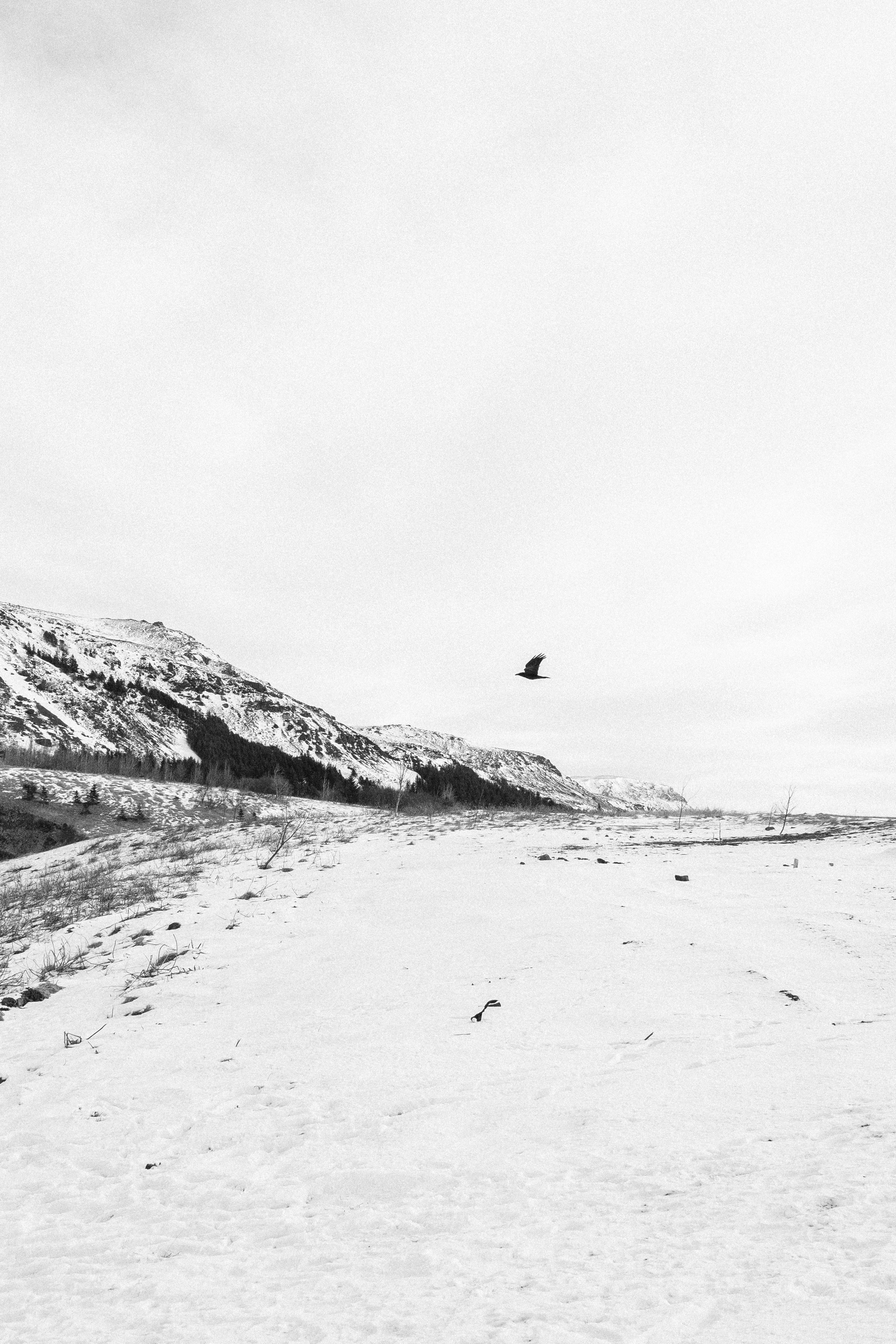A raven flies over a snowy landscape. You can see one of the local mountains in the background