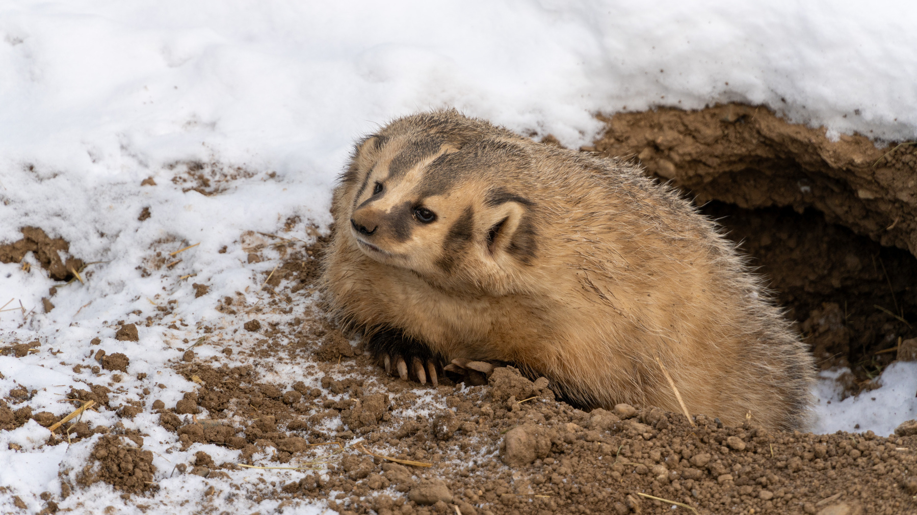 A badger being nonchalant