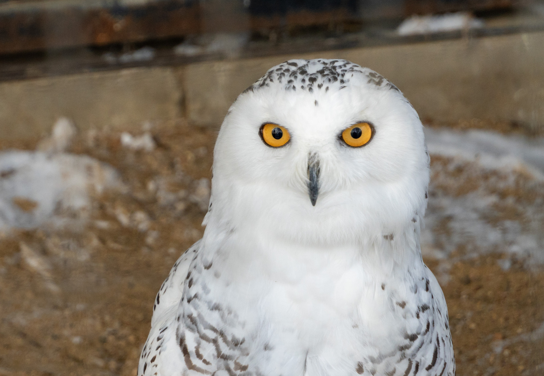 Snowy Owl at Oxbow Park