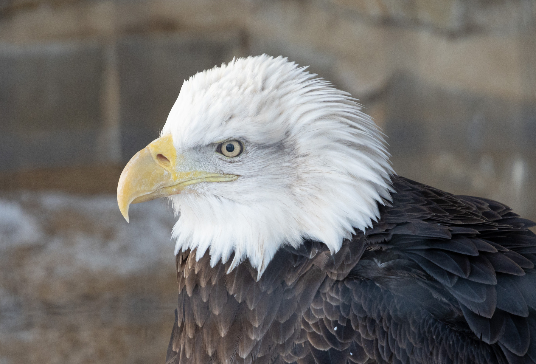 Bald eagle, Oxbow Park, Olmsted County, MN