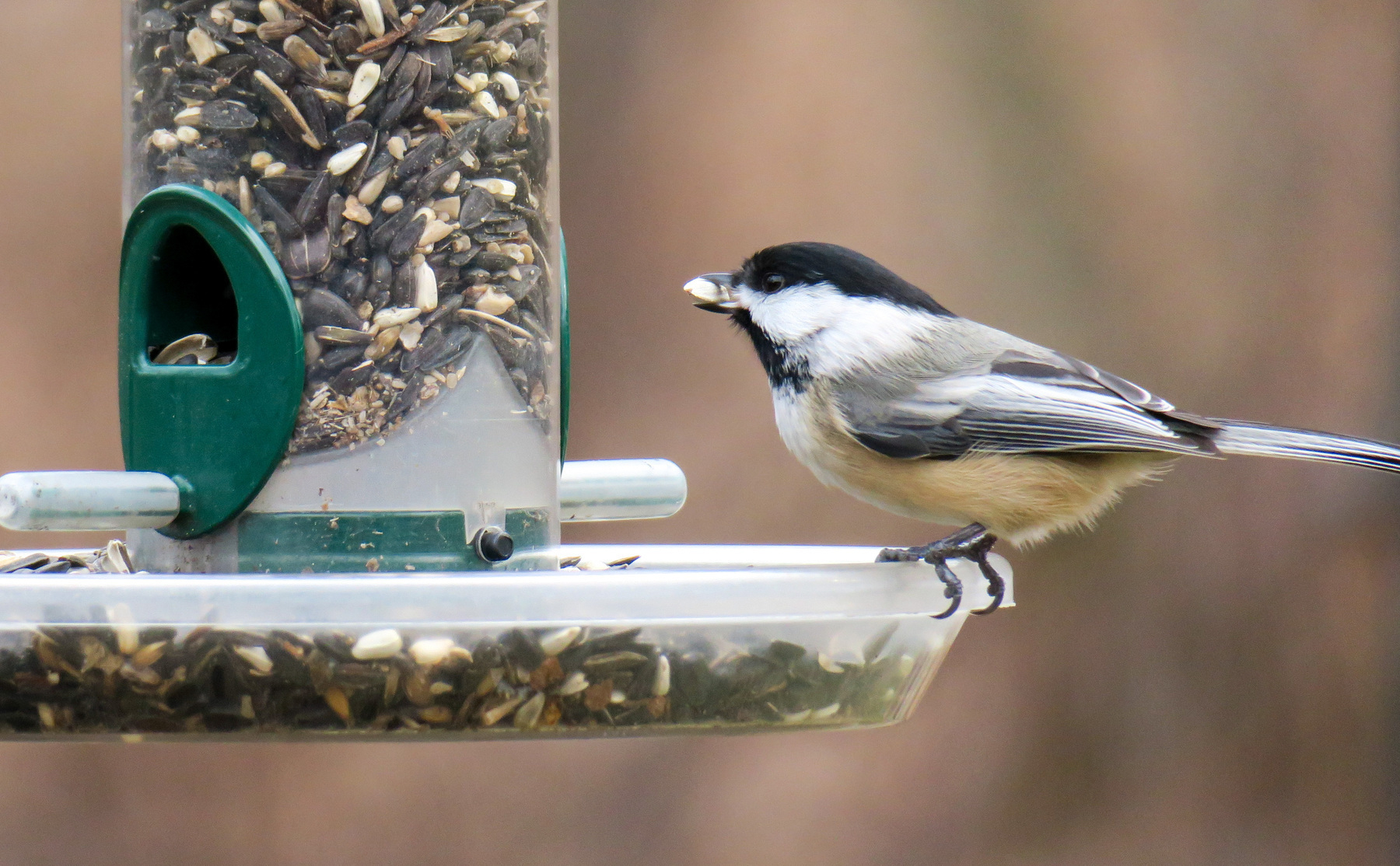 Hungry Chickadee