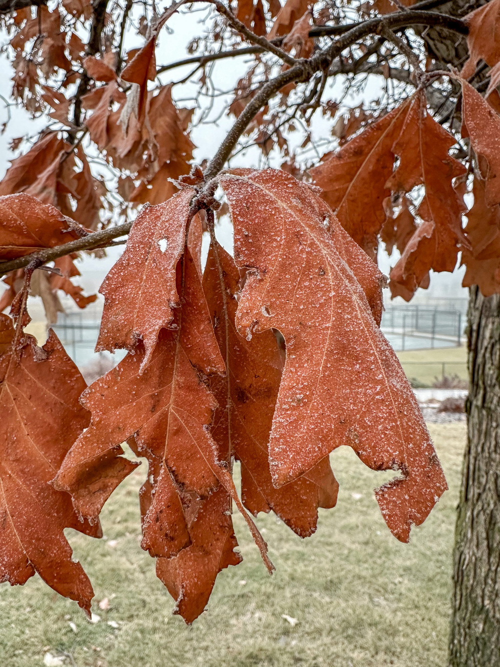 Brown oak leaves dusted with snow hang from a tree on a wintry day.