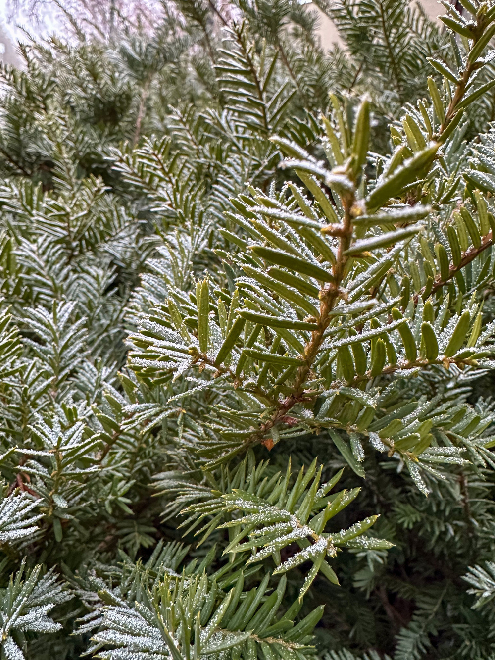 Evergreen branches are covered with a light dusting of frost.