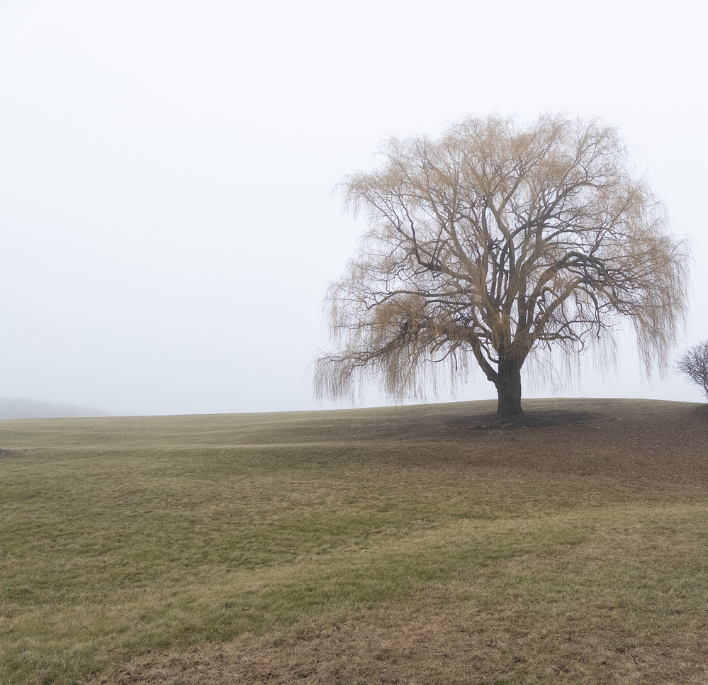 A solitary tree stands on a grassy field under a foggy sky.