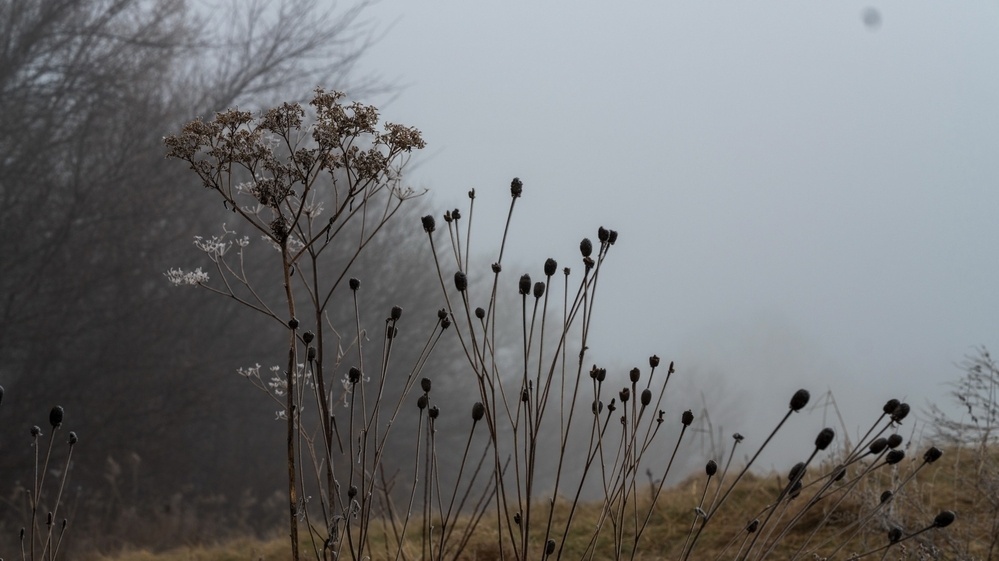 Bare branches and dried plants stand against a foggy, muted backdrop.