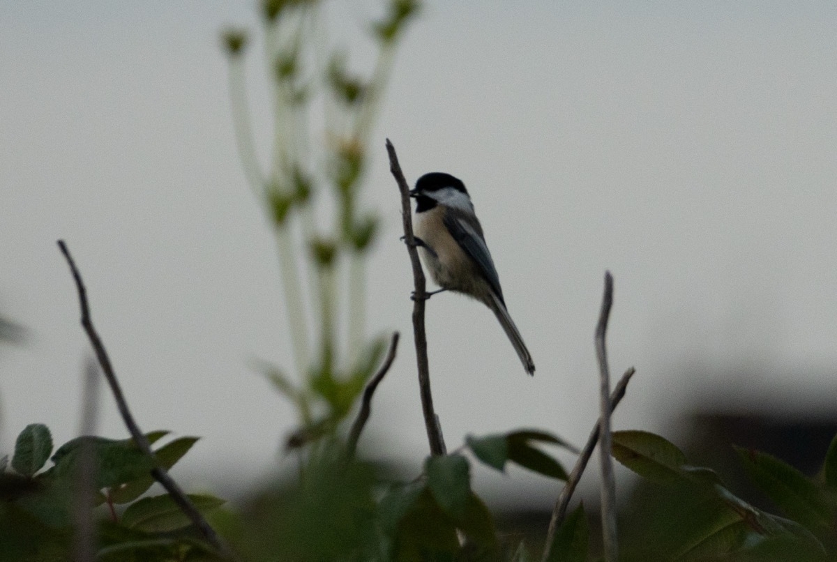chickadee on twig