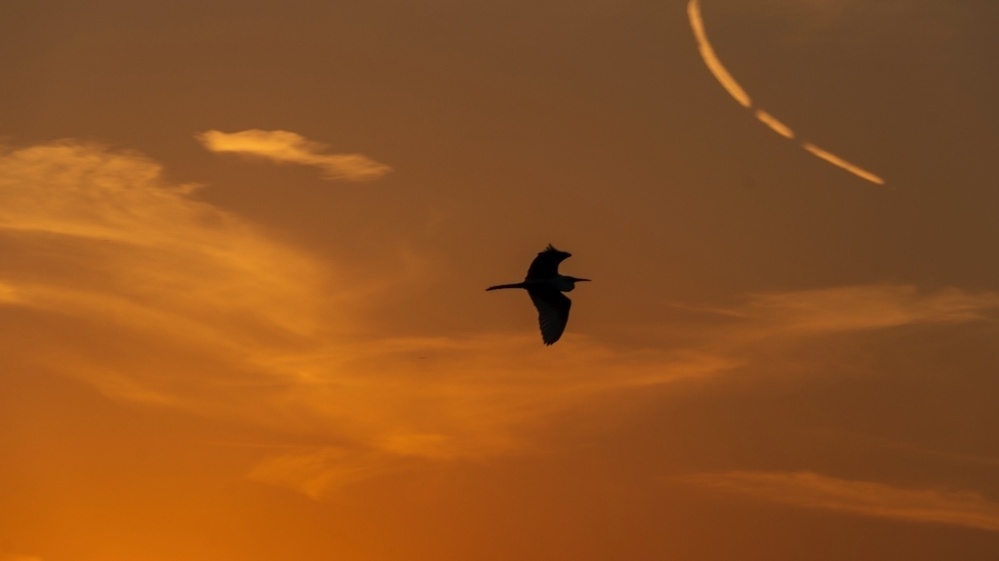 A bird is silhouetted against a vibrant sunset sky with clouds and a contrail.