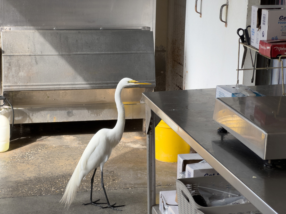 A white egret stands in an indoor setting near a metal table and various boxes.