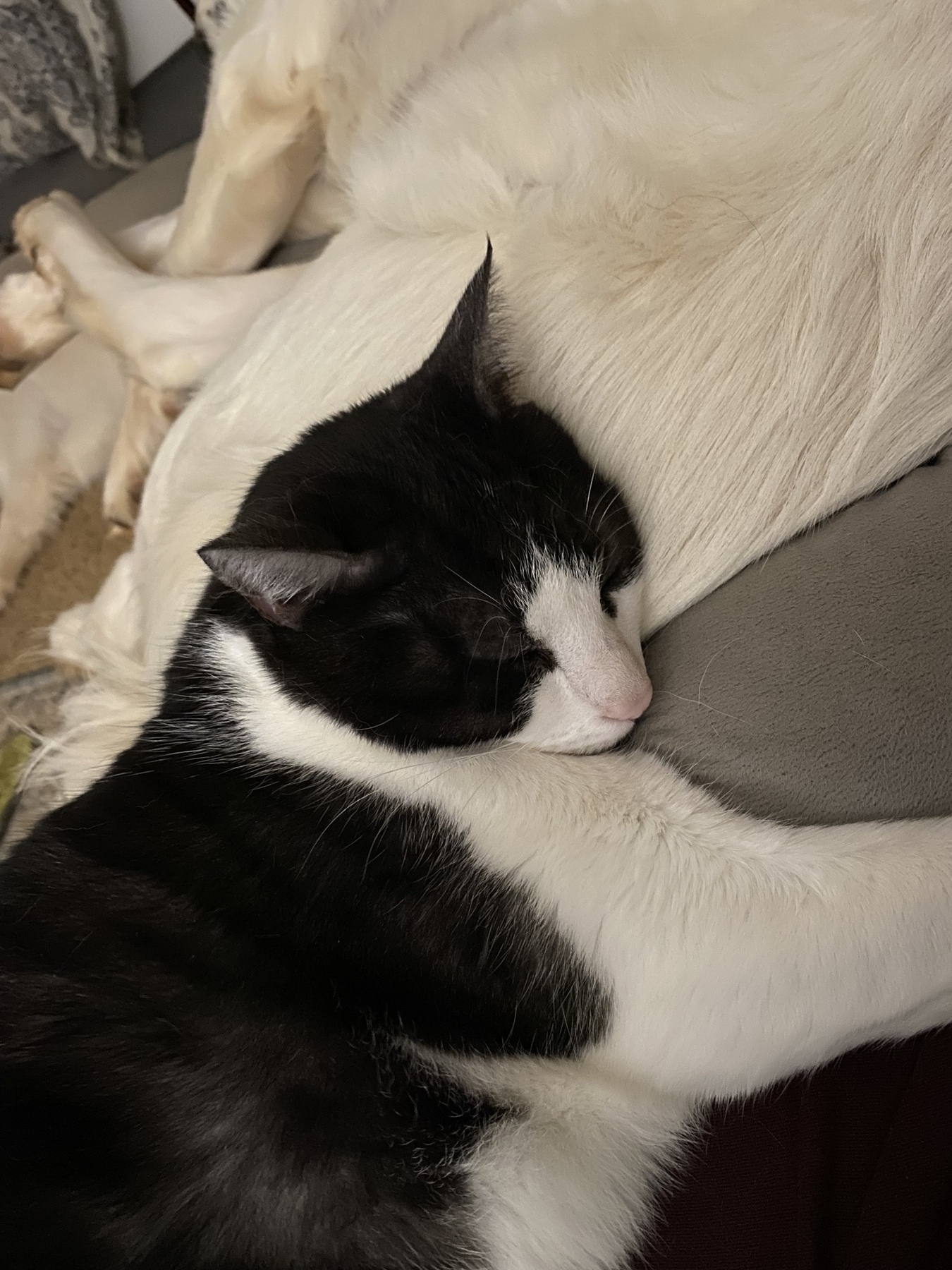Our kitty, Flynn, asleep with his head on Ms. Gracie, our monster puppy.