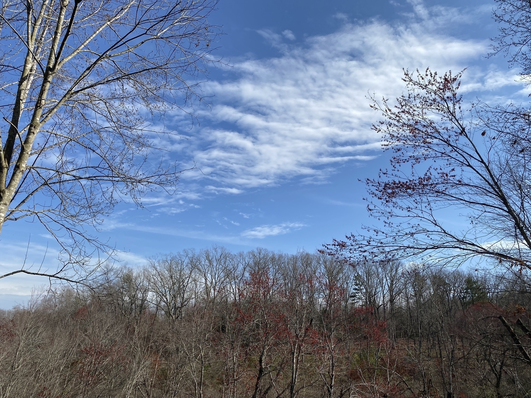 Picture of a blue sky with some clouds with some trees at the bottom of the picture.