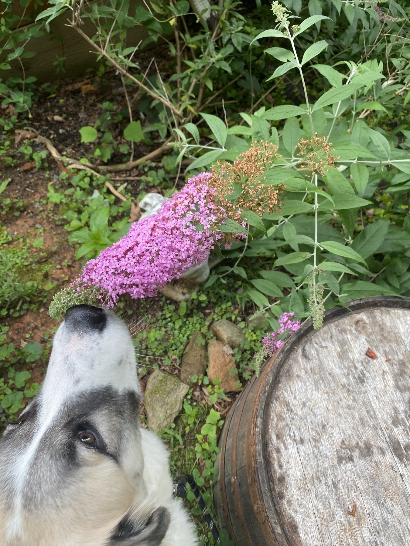 A picture of a purple butterfly bush with the nose of our puppy, Gracie, sniffing it.