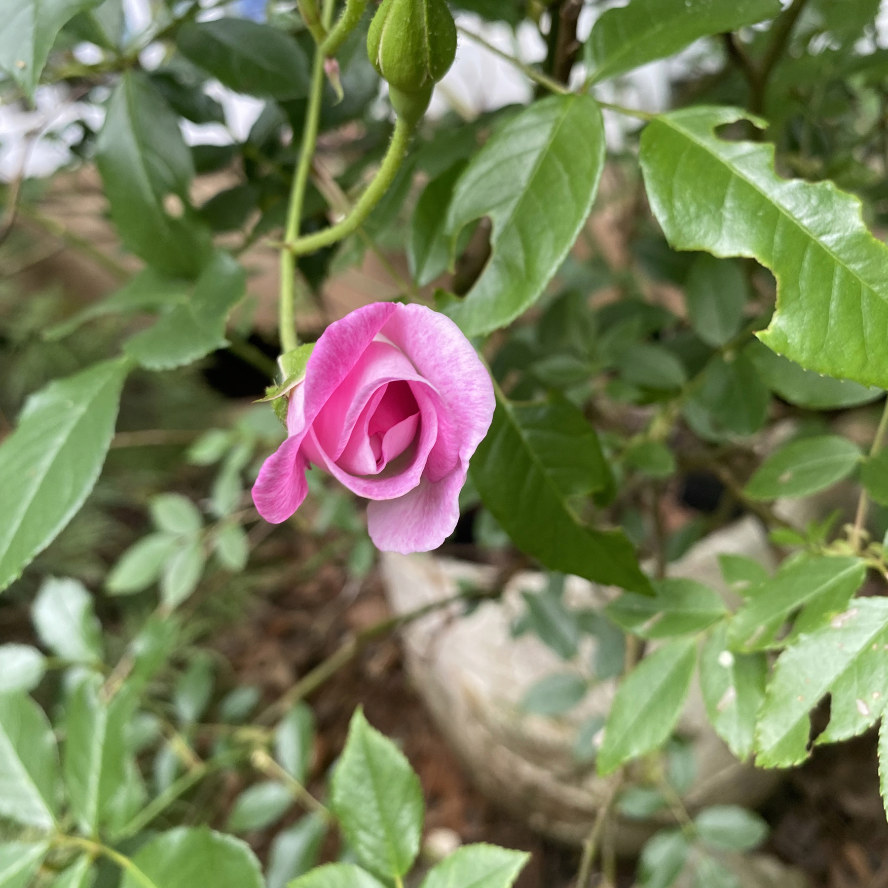 Picture of a tiny pink rose