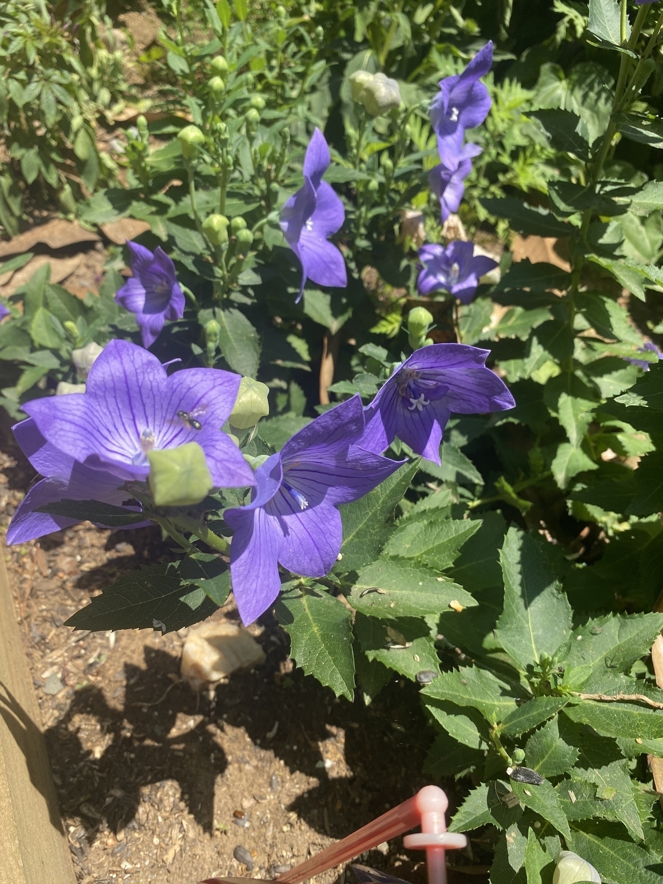 Picture of a purple flower. My wife called them balloon flowers.
