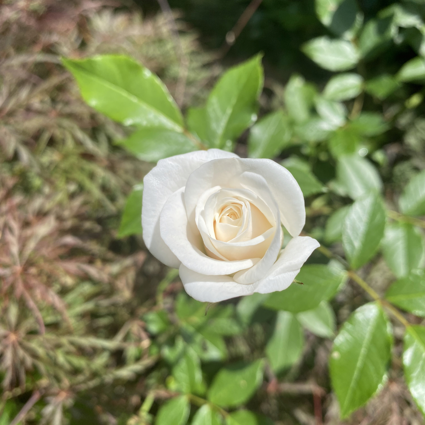 Picture of a small white rose