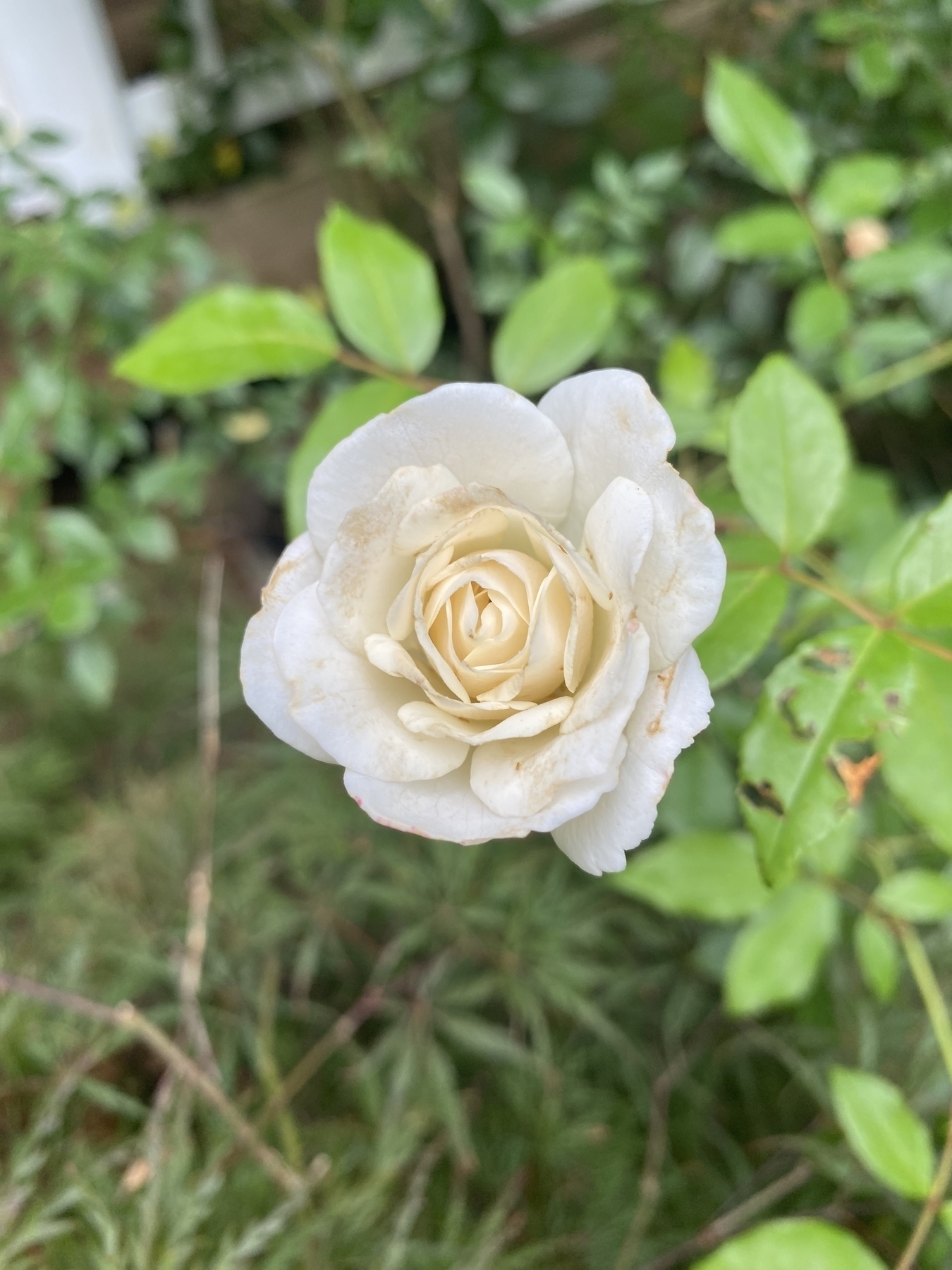 A picture of a white rose with a hint of pink.
