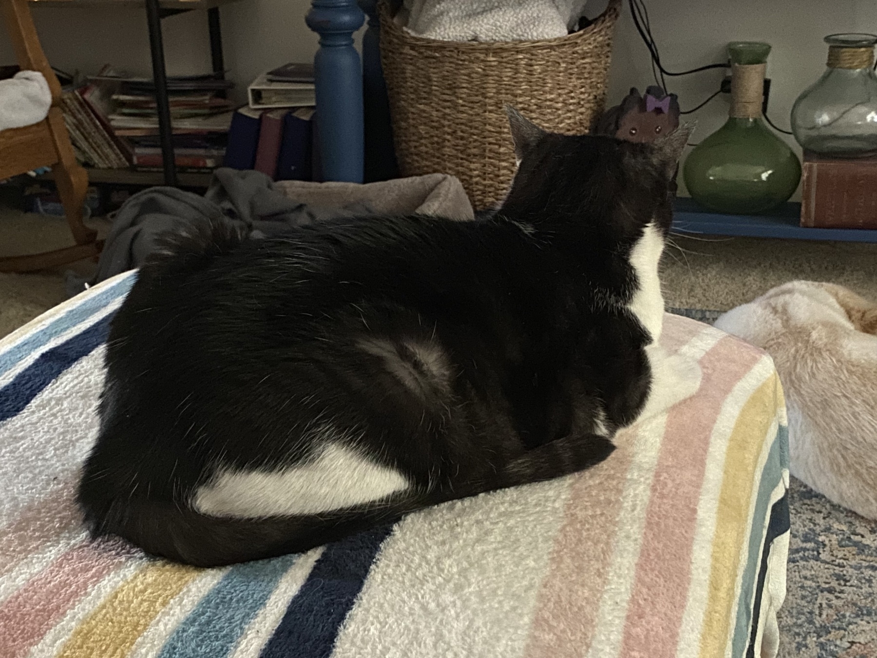 Gray and white kitty watching TV