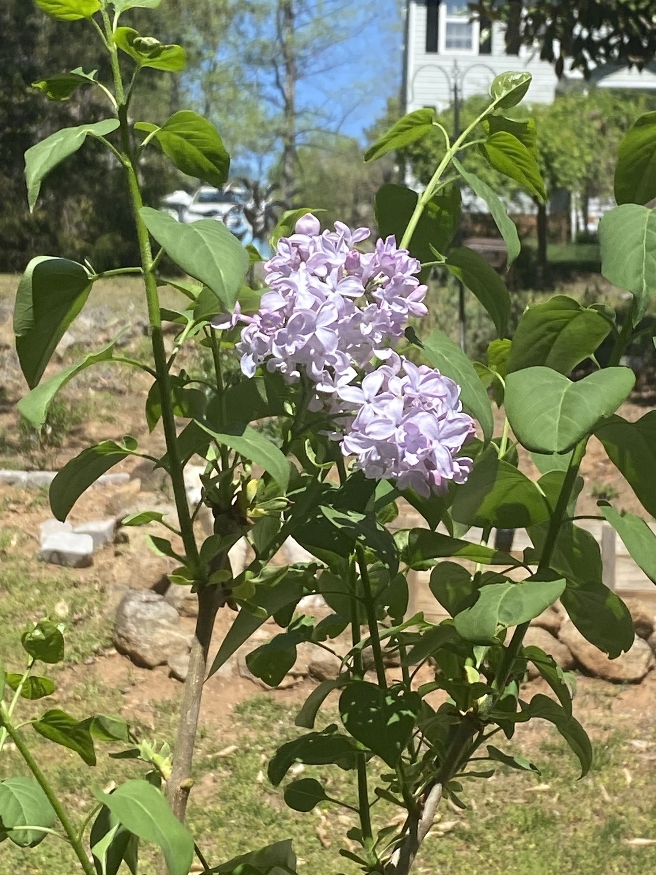 Picture of a lilac flower