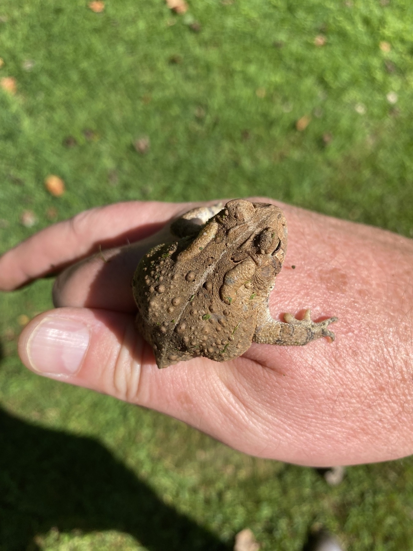 Little frog I found in the yard this morning.