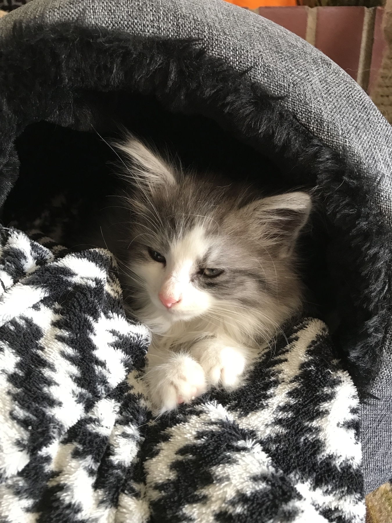 A fluffy gray and white kitten named Priss laying on a blanket in a little cat bed.