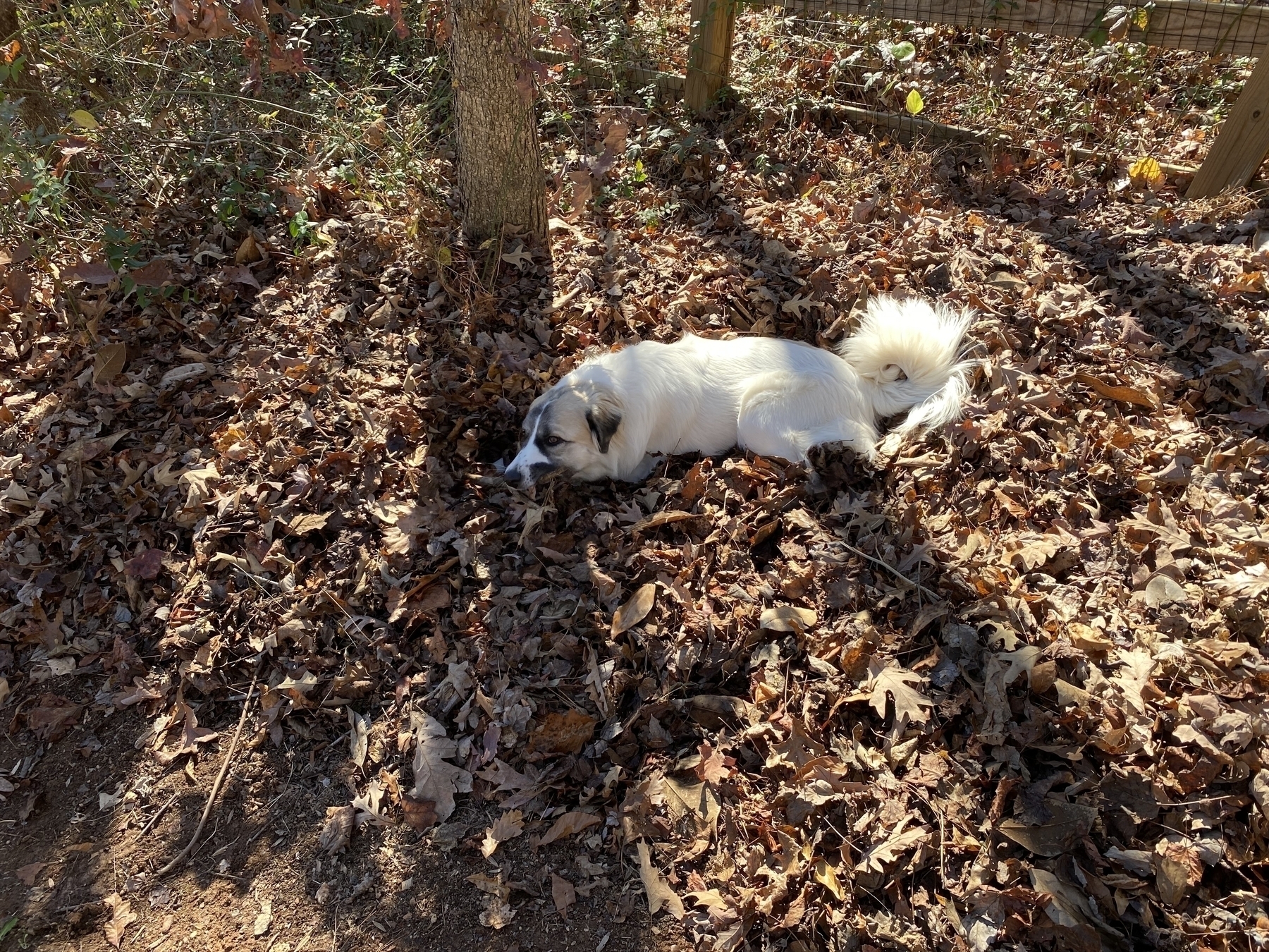 Our puppy, Gracie, laying in a pile of leaves.