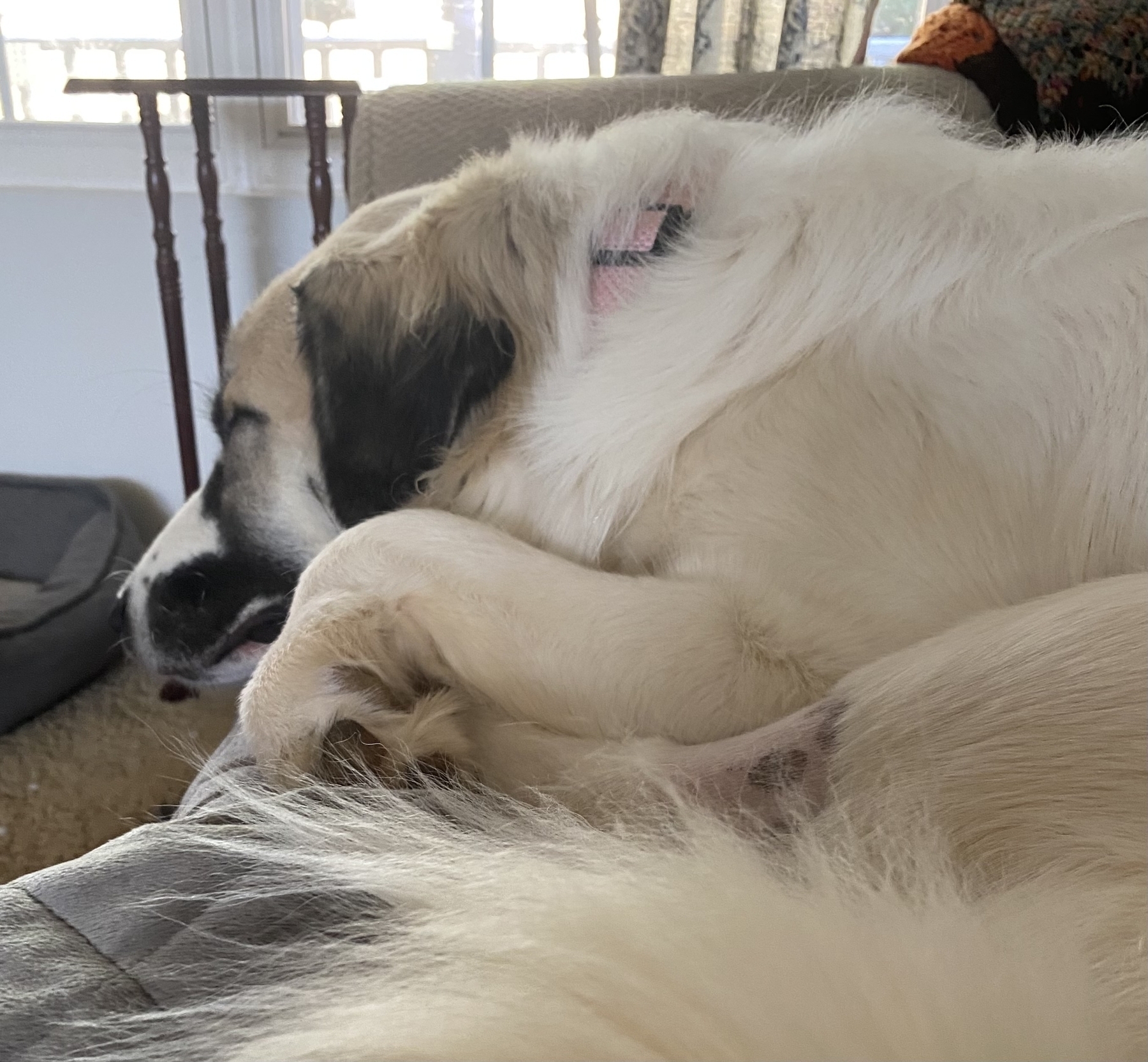 Our little 90lb. Great Pyrenees girl Ms. Gracie sleeping.