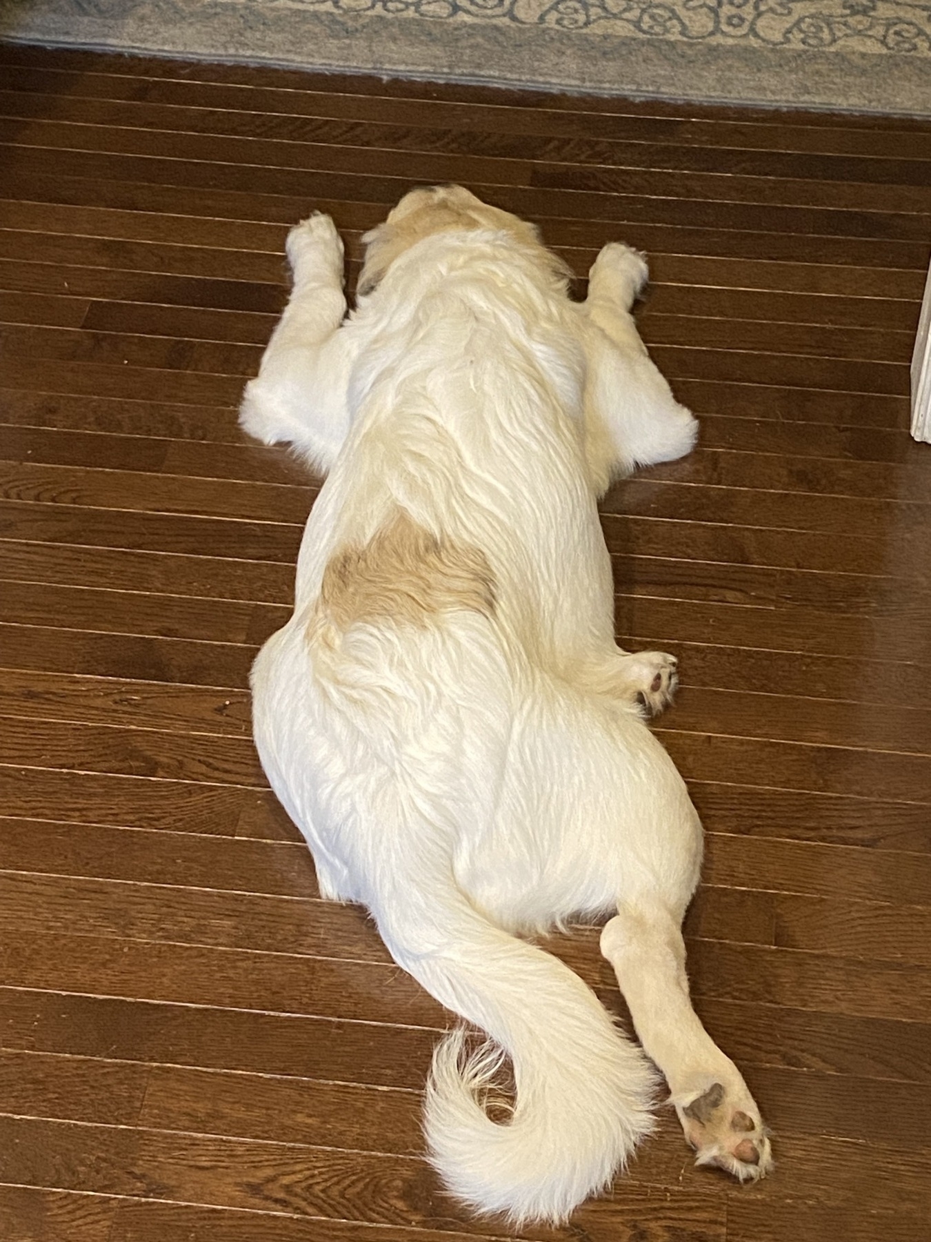 Picture of a Great Pyrenees puppy, name Gracie, laying on the kitchen floor.