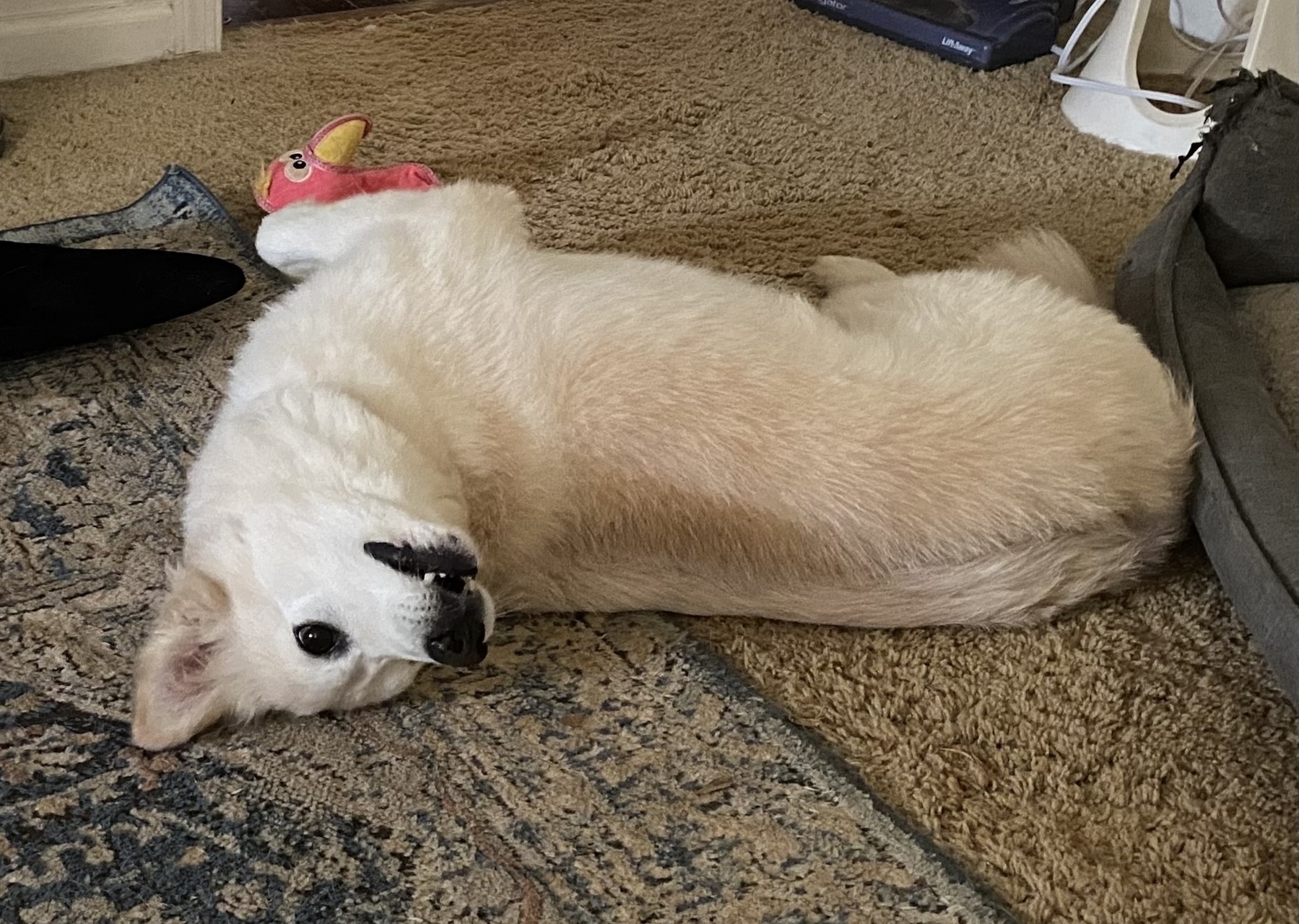Picture of our yellowish colored dog, Kolby, lying on his back looking over his shoulder.