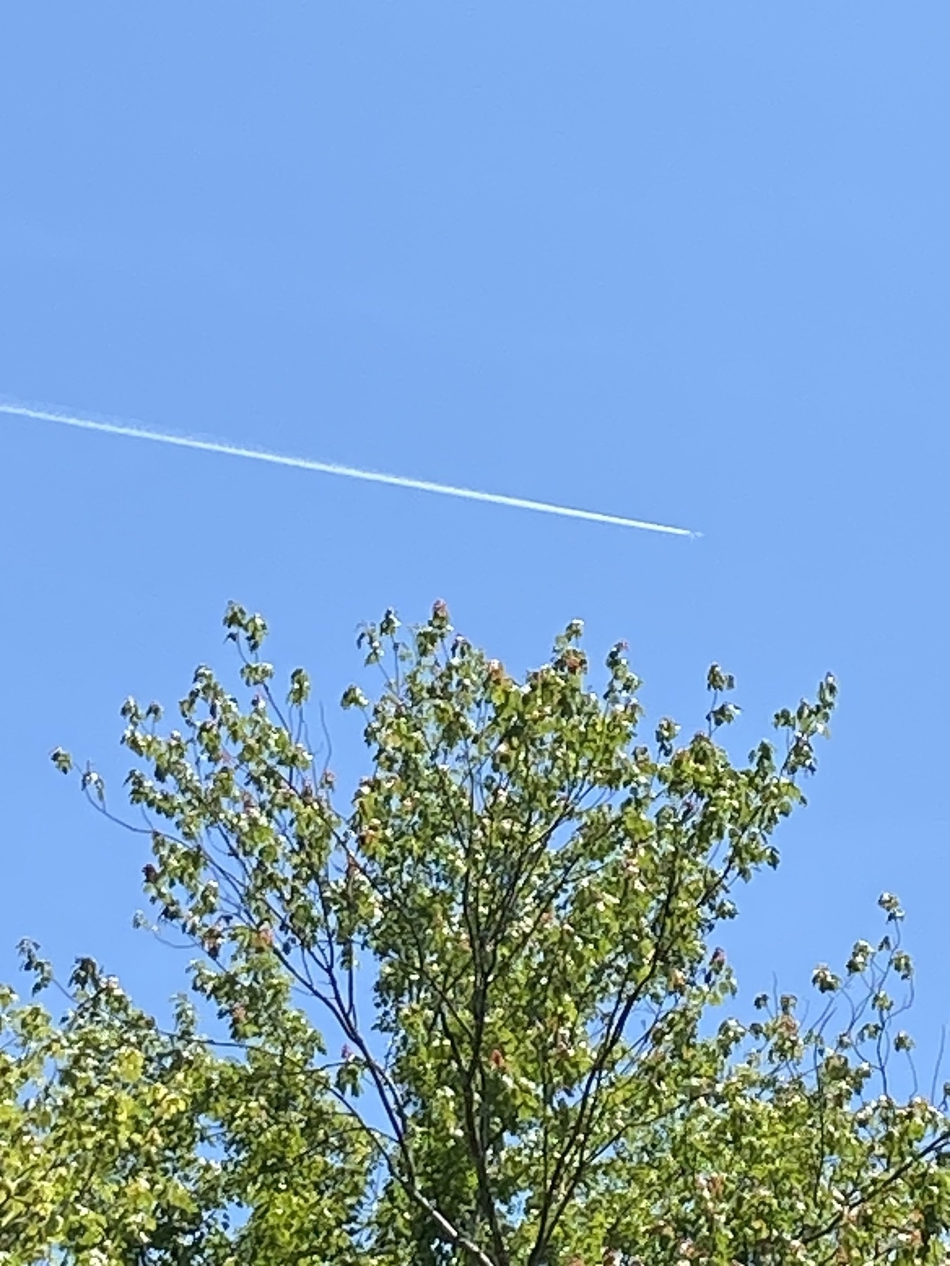 Picture of a jet condensation trail with the top of a tree in the foreground.