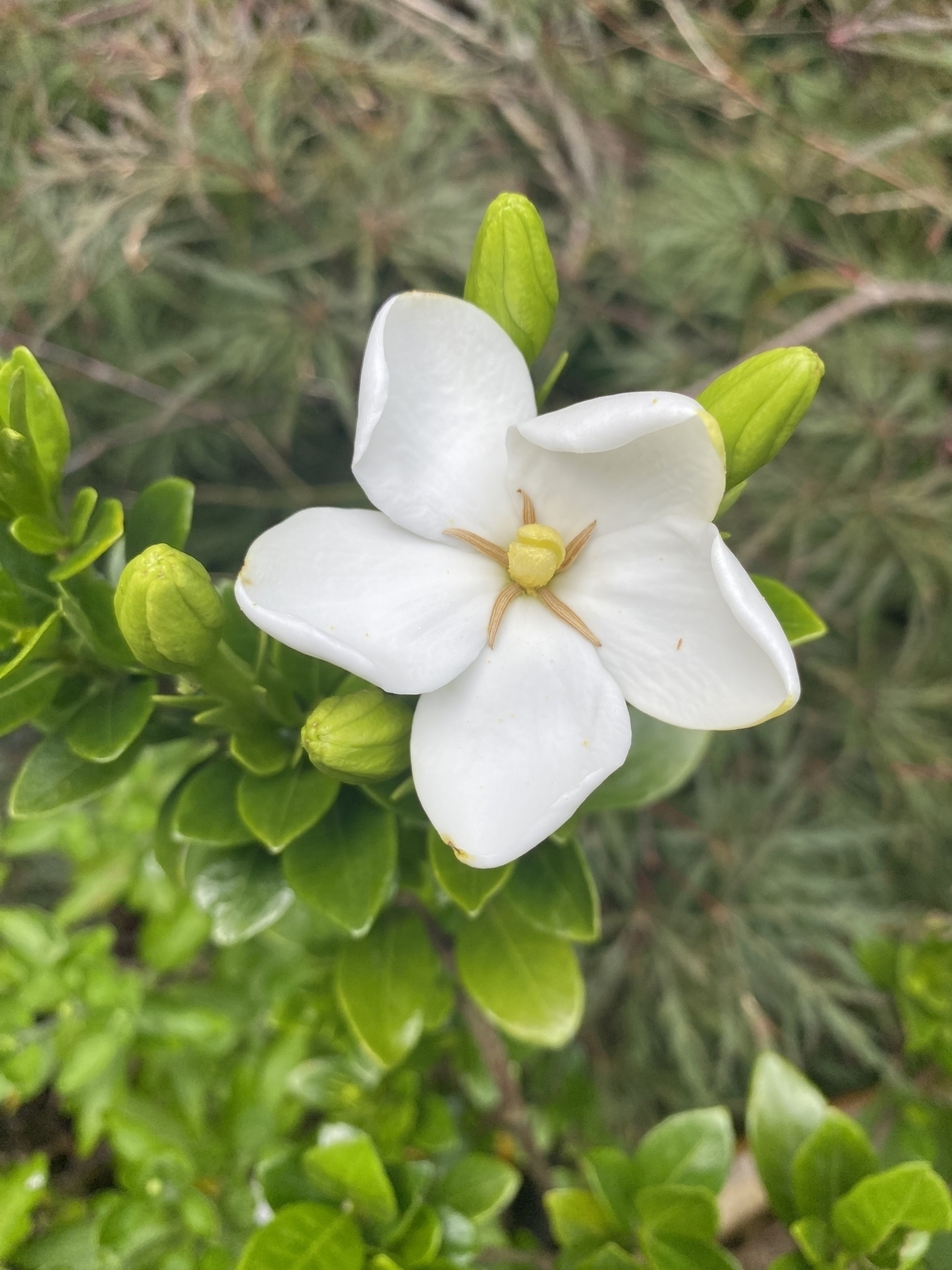 Picture of a gardenia flower. They’re so beautiful and fragrant. 