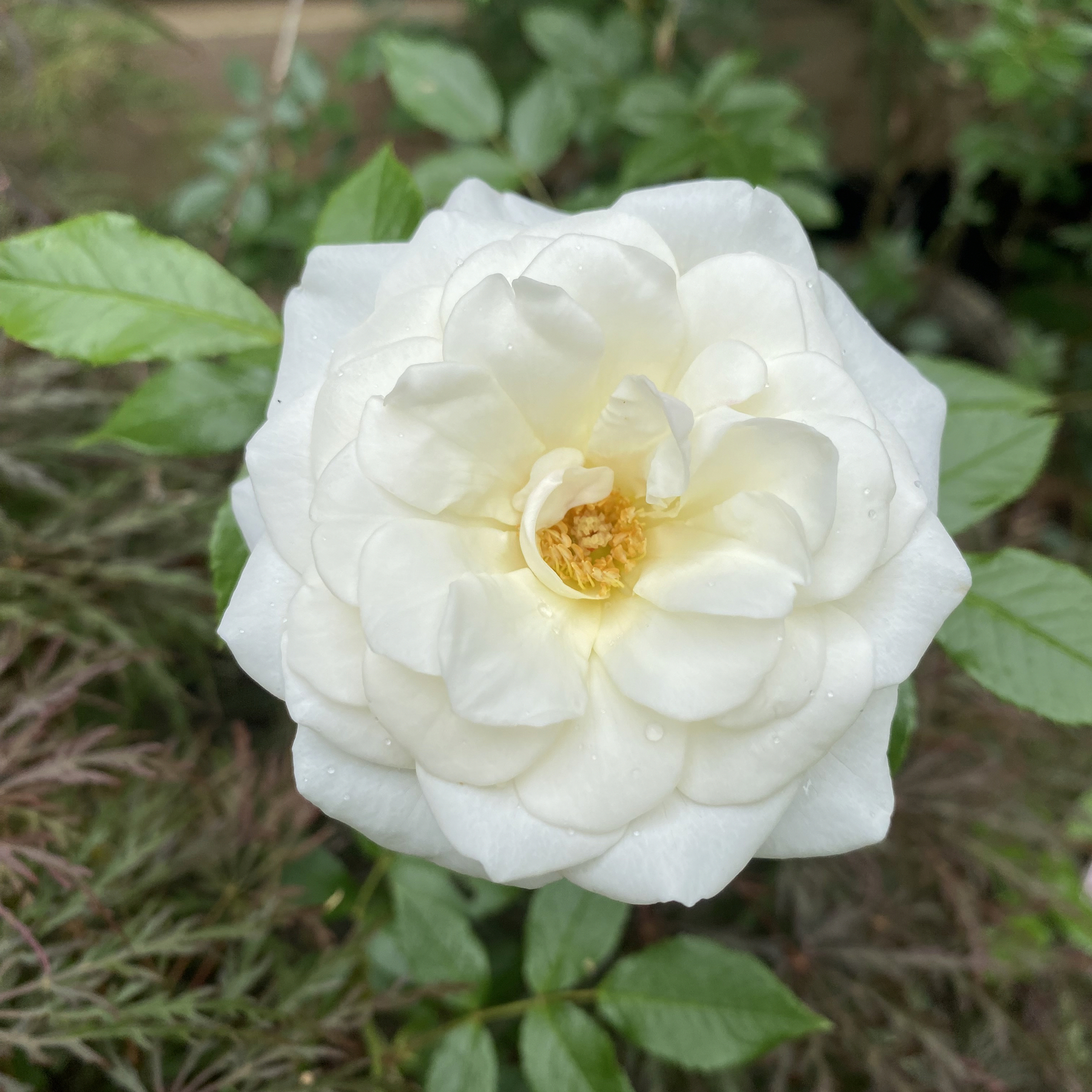 Same white rose one day later. Fully open. Beautiful.