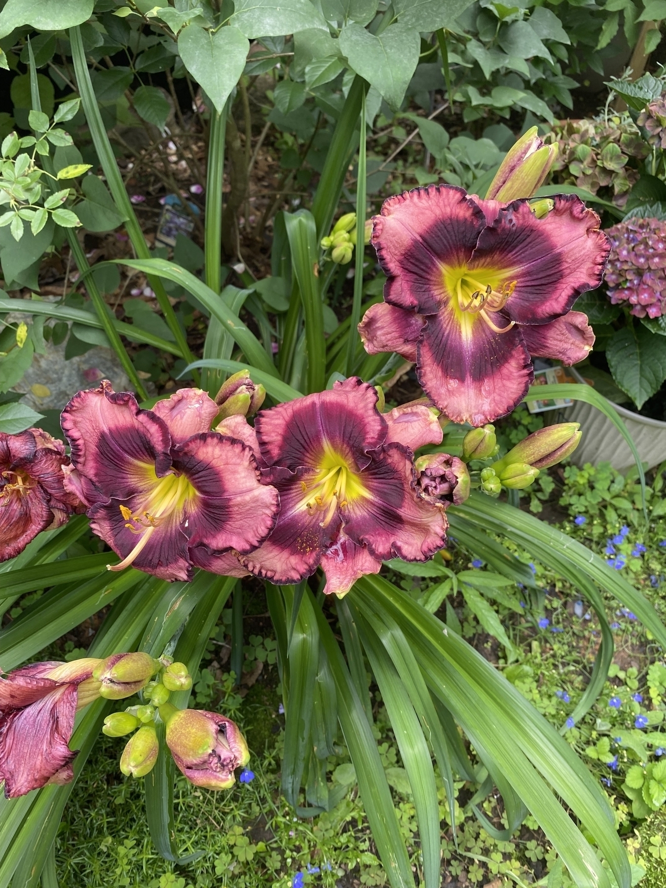 A picture of three purplish daylillies with ruffled edges. 