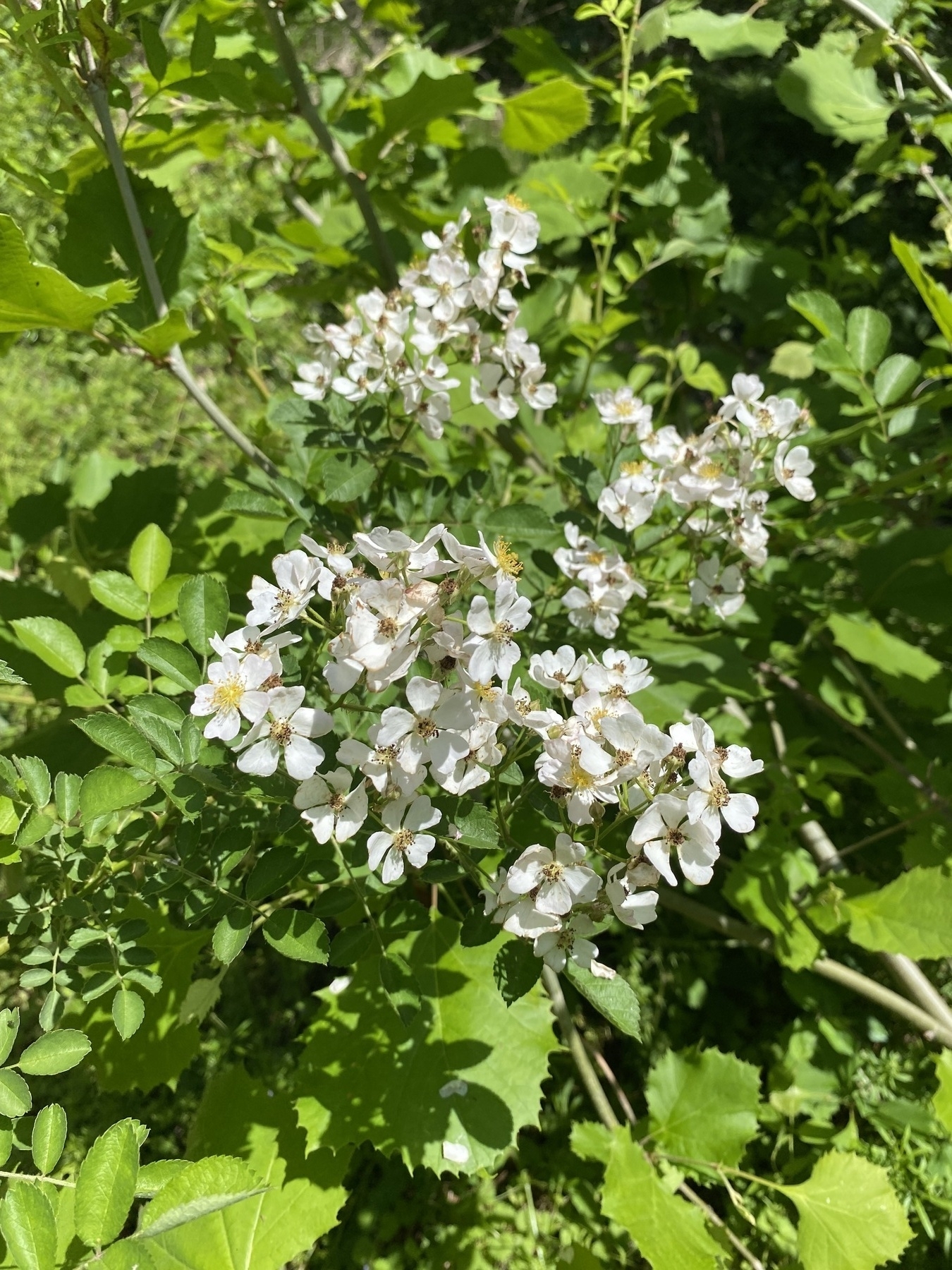 A picture of a wild rose (I think it’s a type of rose) with clumps of tiny white flowers.