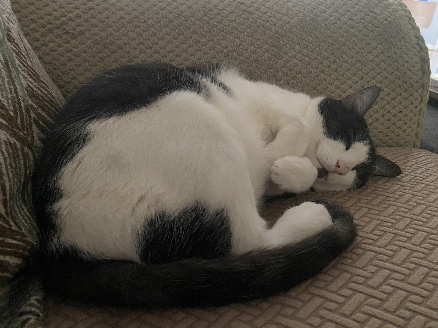 Picture of our gray and white kitty, Flynn, sleeping.