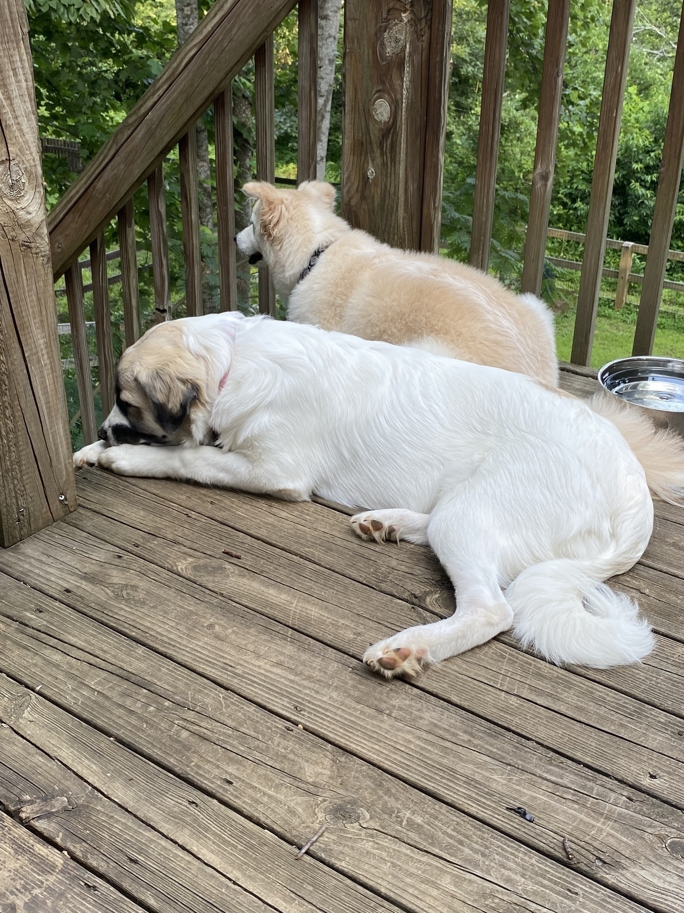 A picture of a six month old Great Pyrenees pup and a six year old Australian Shepard  mix. 